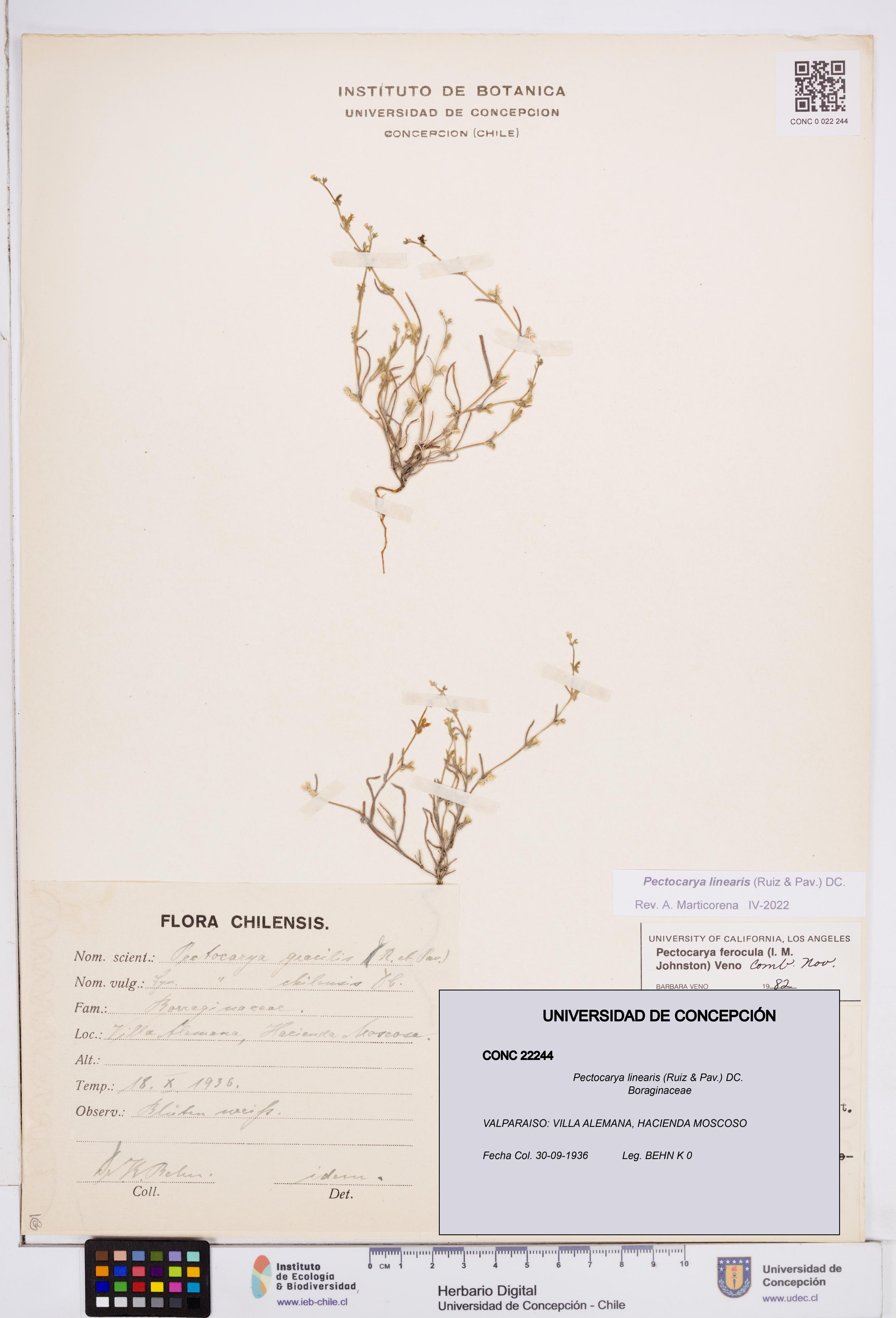 Pectocarya linearis [Espécimen: ]