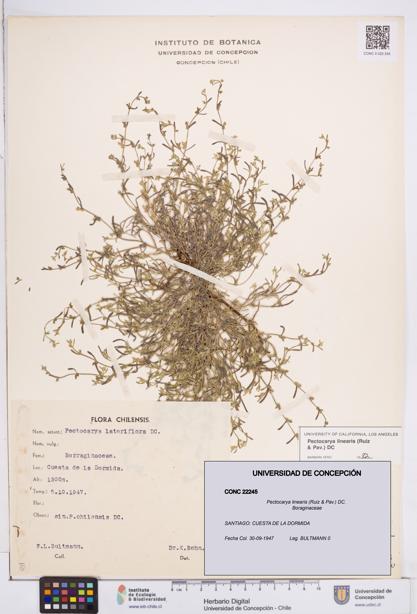 Pectocarya linearis [Espécimen: ]