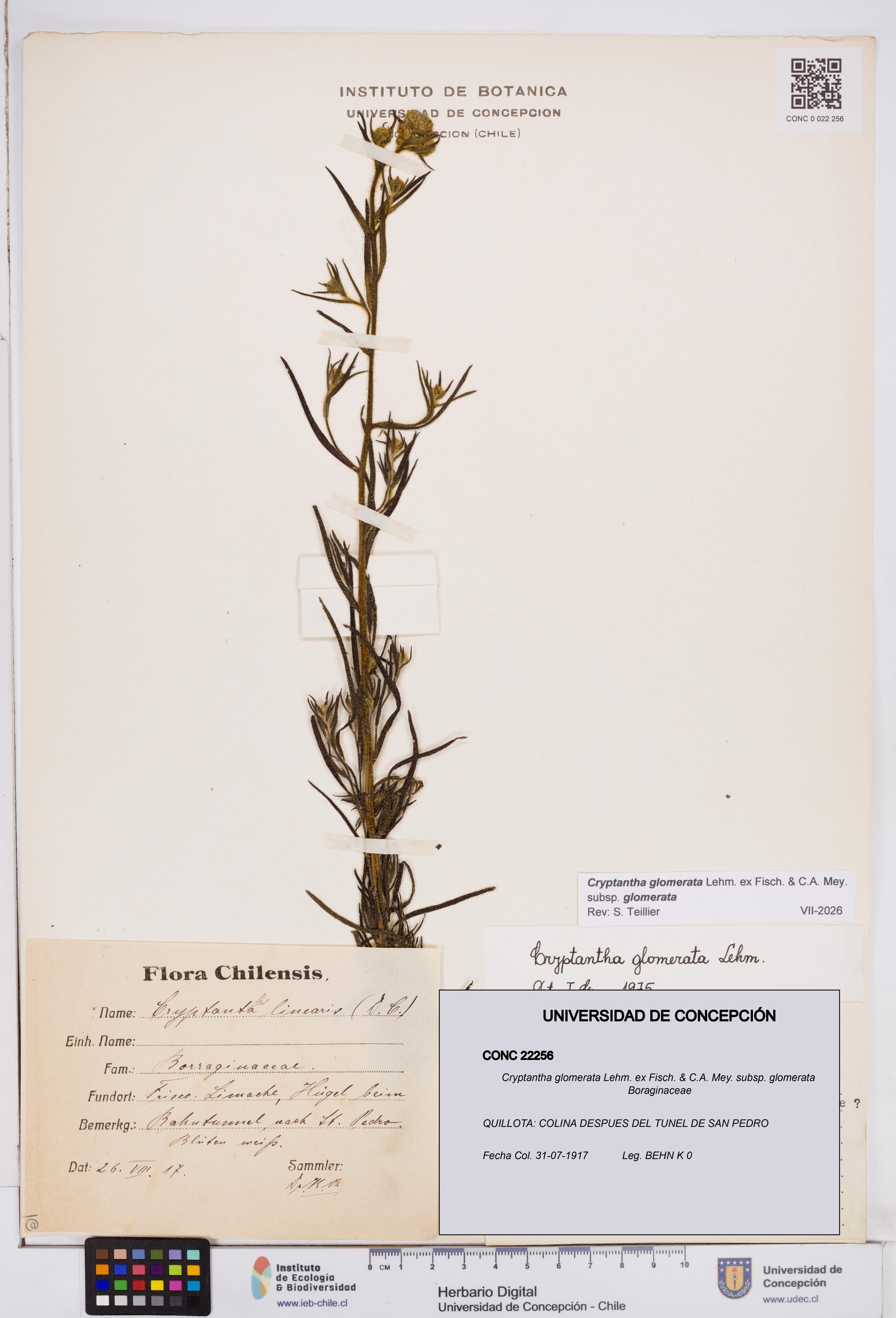 Cryptantha glomerata subsp. glomerata [Espécimen: ]