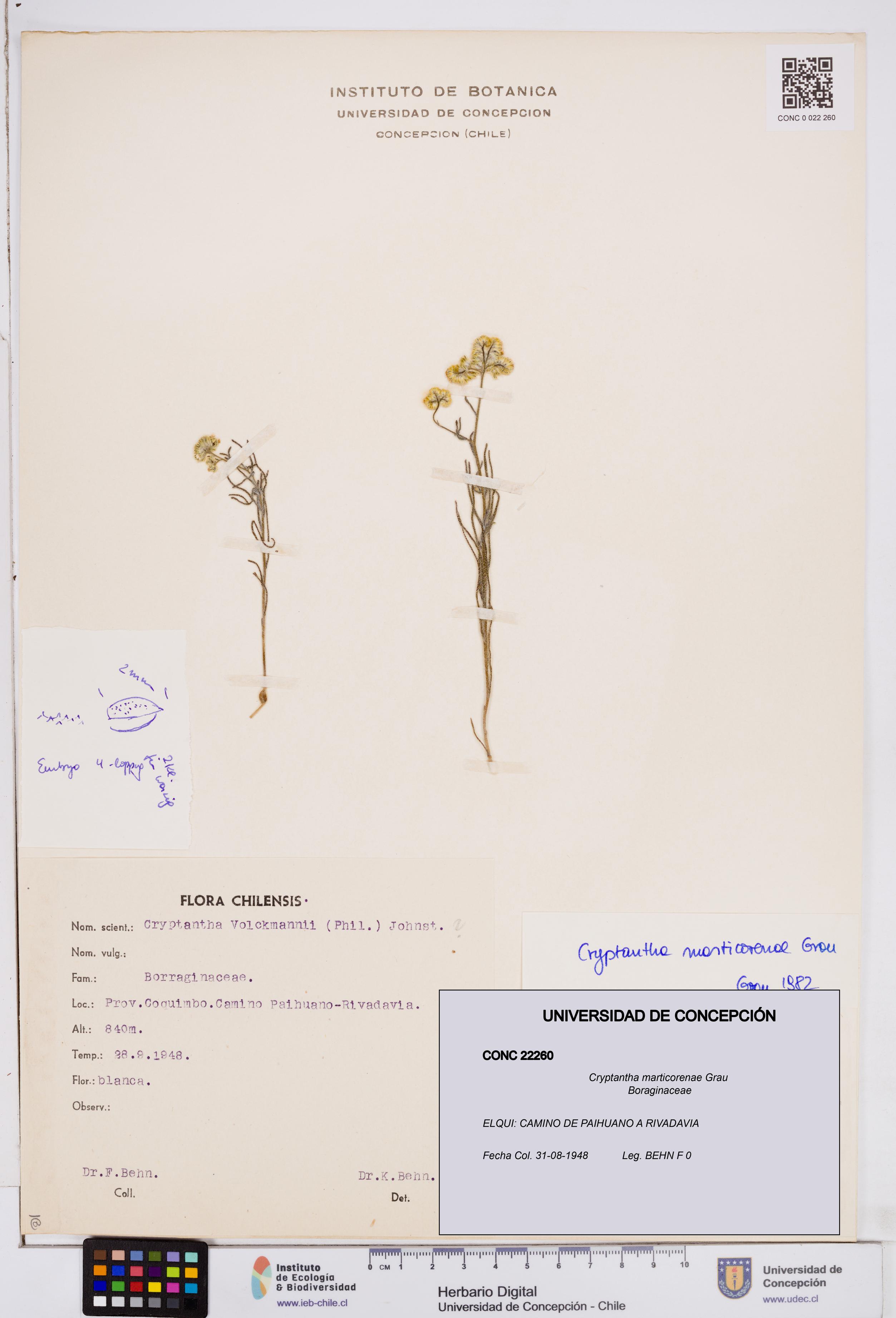 Cryptantha marticorenae [Espécimen: ]
