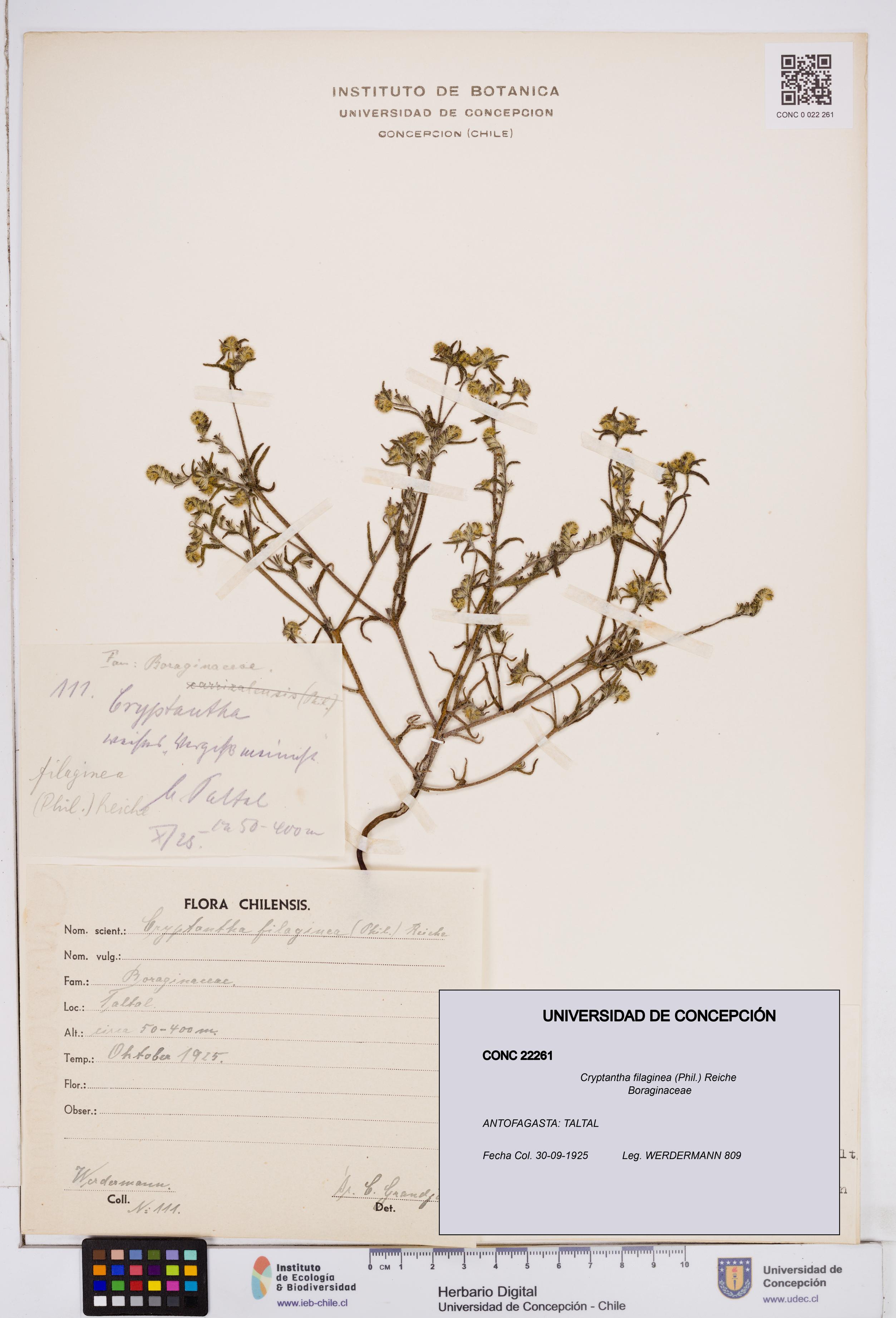 Cryptantha filaginea [Espécimen: ]