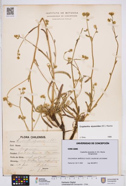 Cryptantha alyssoides [Espécimen: ]