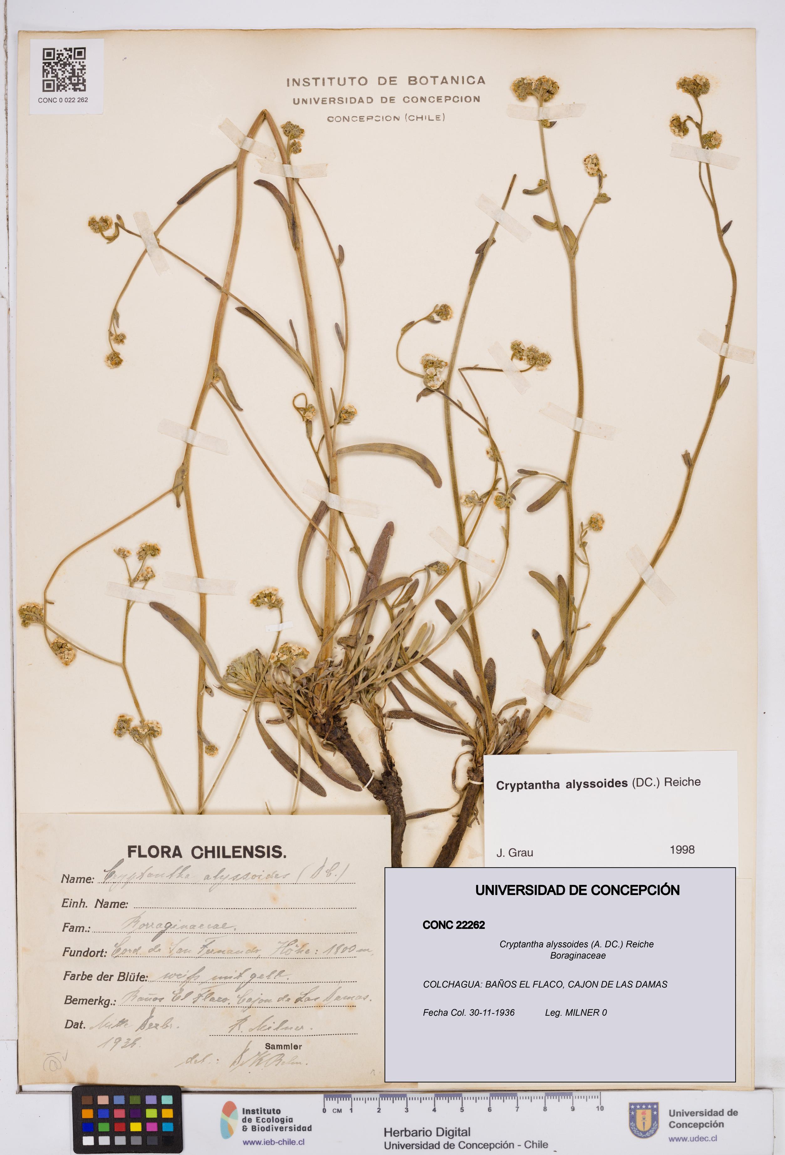 Cryptantha alyssoides [Espécimen: ]