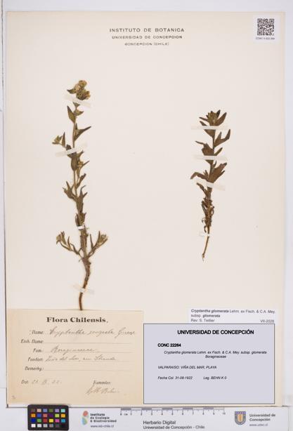 Cryptantha glomerata subsp. glomerata [Espécimen: ]