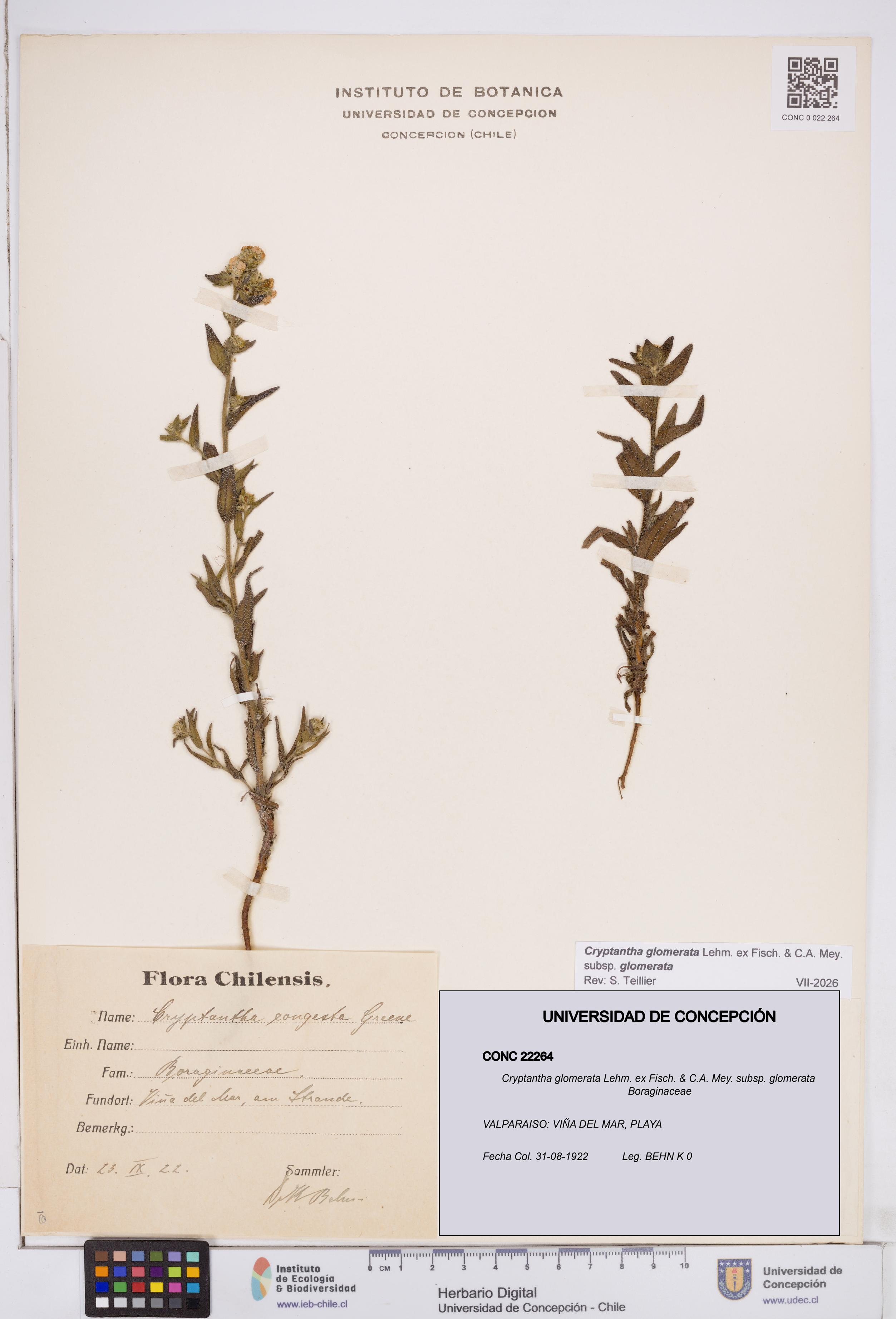 Cryptantha glomerata subsp. glomerata [Espécimen: ]
