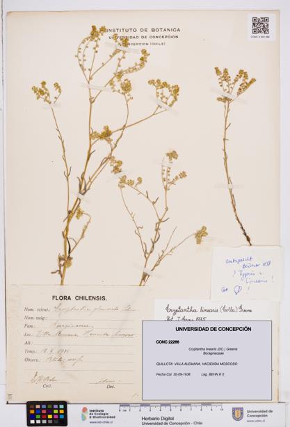 Cryptantha linearis [Espécimen: ]