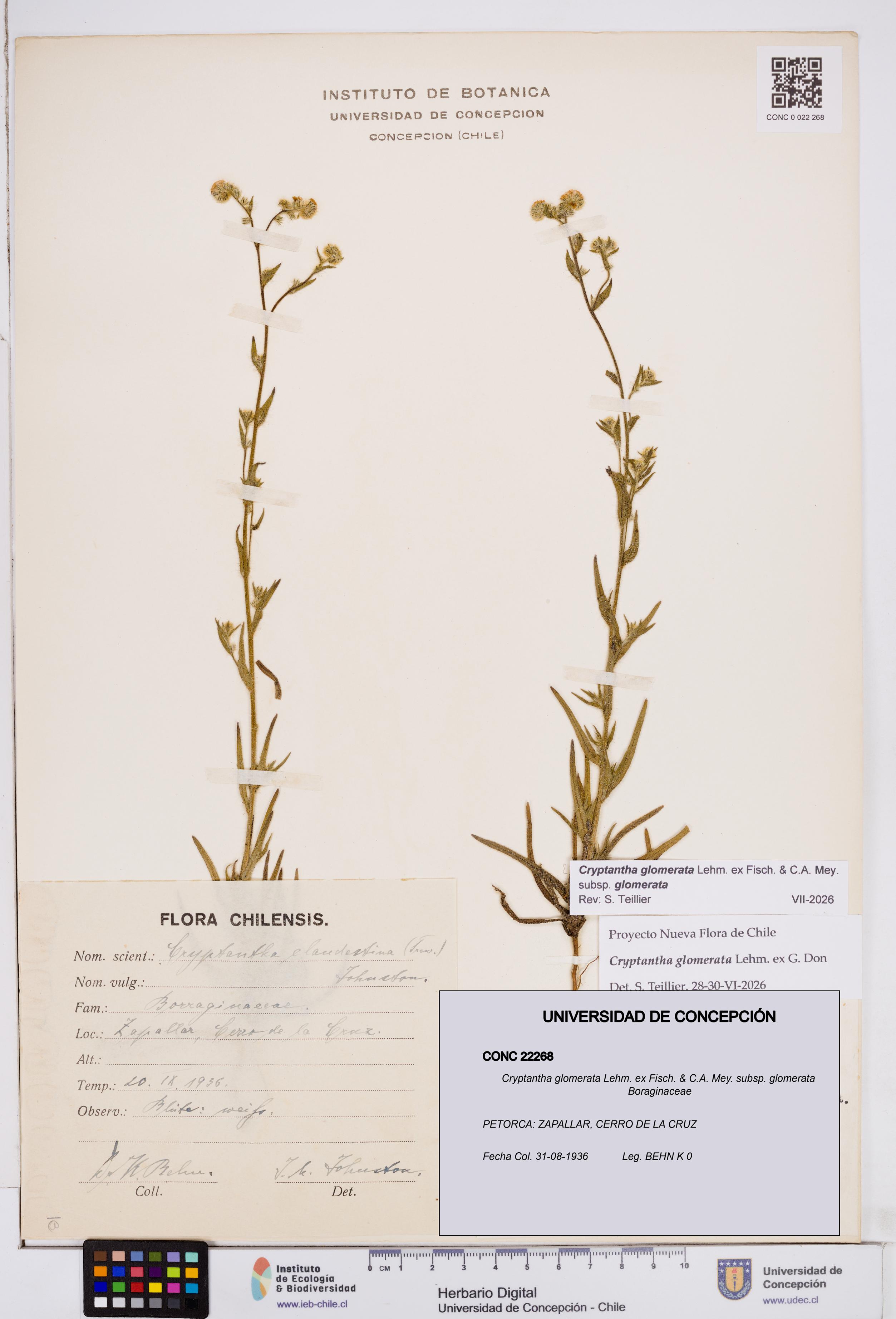 Cryptantha glomerata subsp. glomerata [Espécimen: ]
