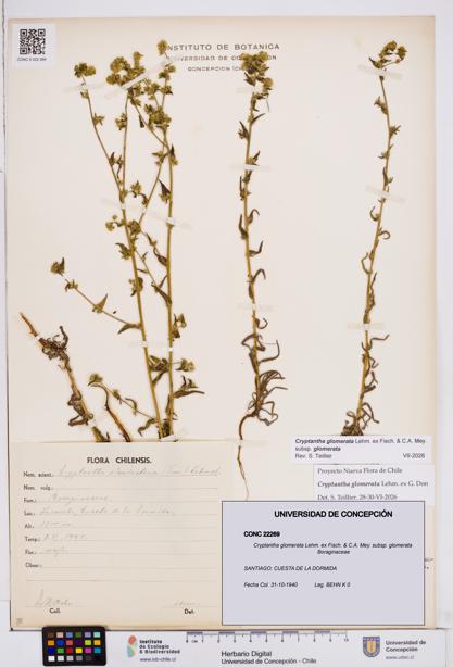 Cryptantha glomerata subsp. glomerata [Espécimen: ]
