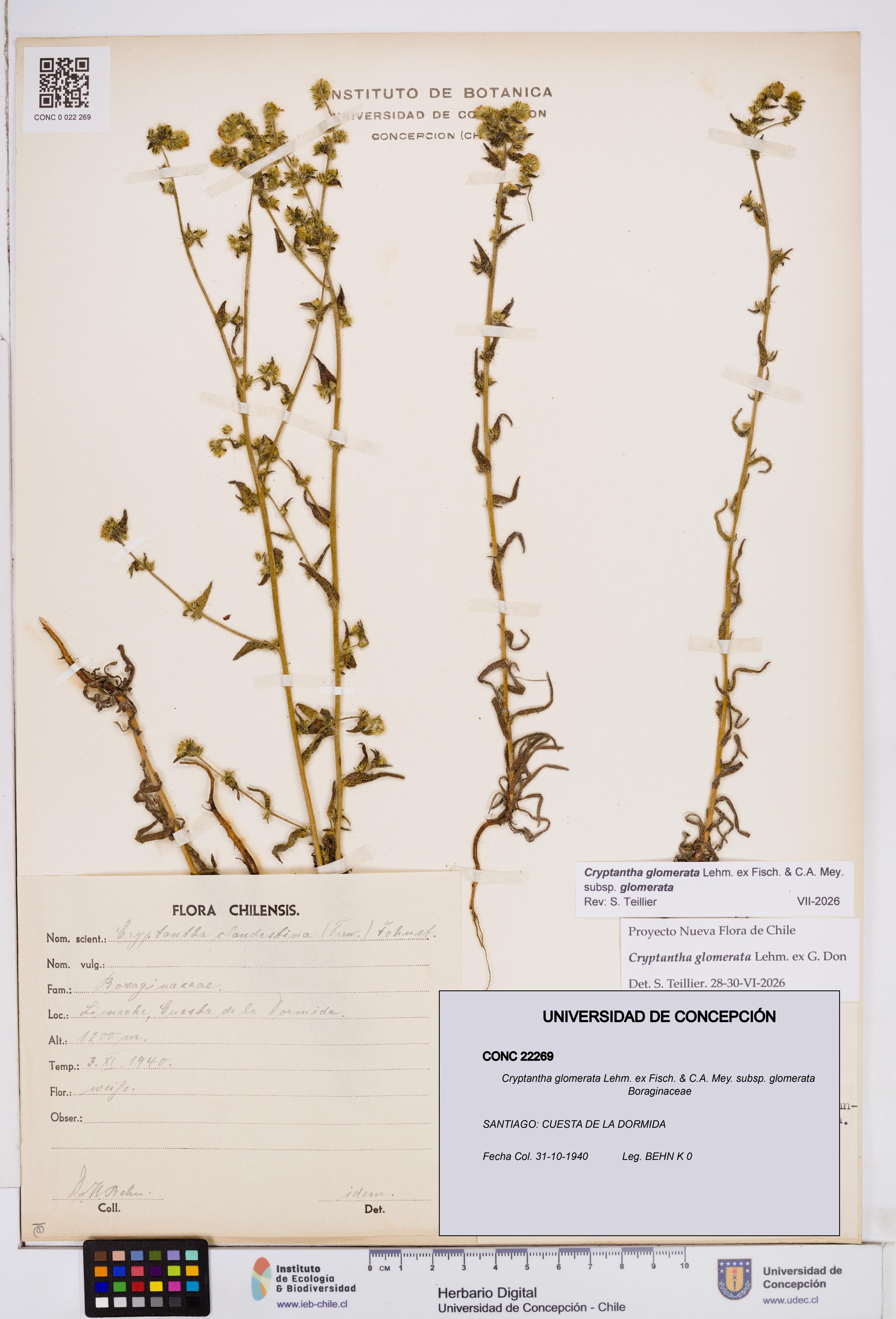 Cryptantha glomerata subsp. glomerata [Espécimen: ]