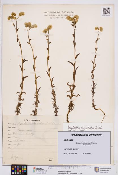 Cryptantha calycotricha [Espécimen: ]