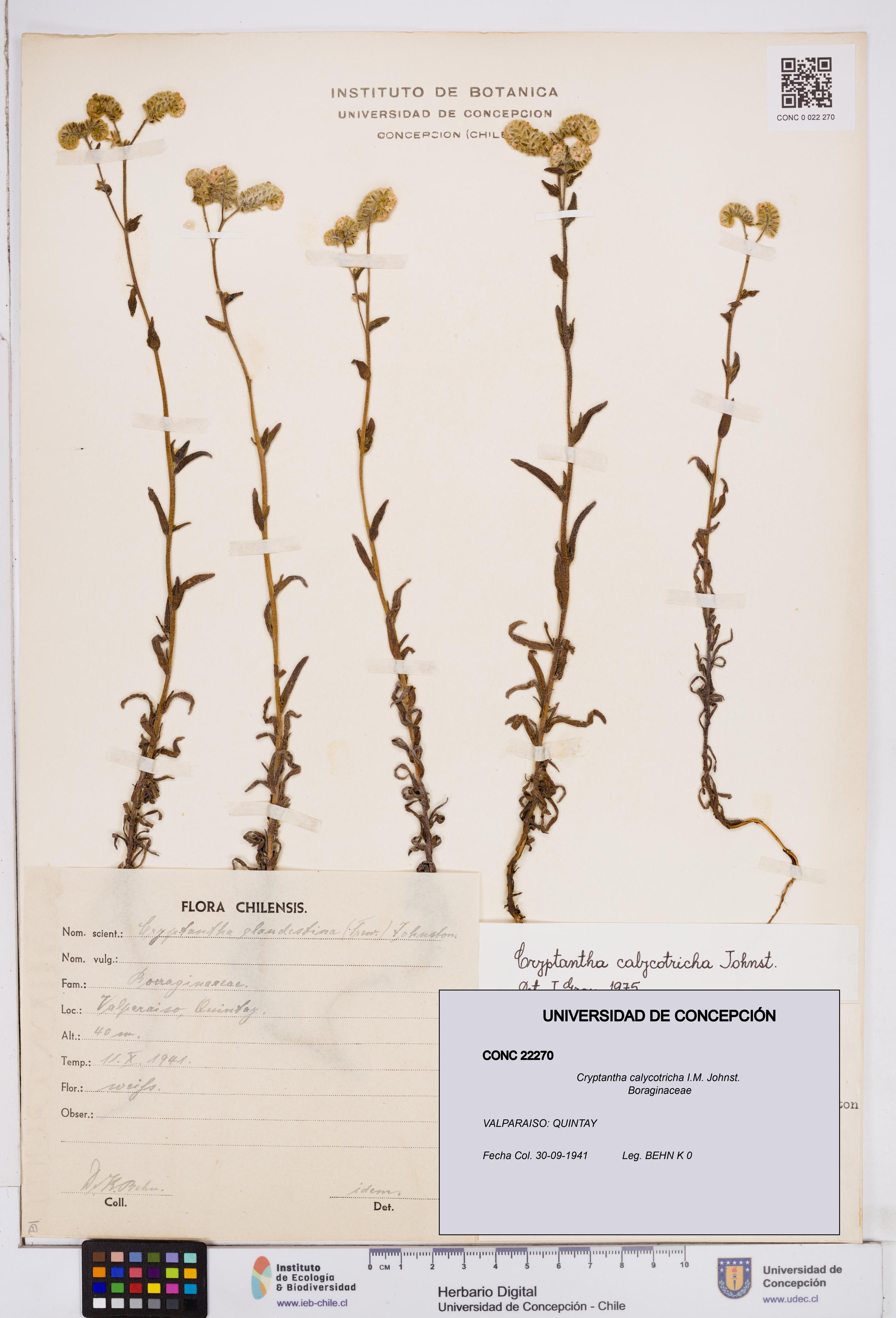 Cryptantha calycotricha [Espécimen: ]
