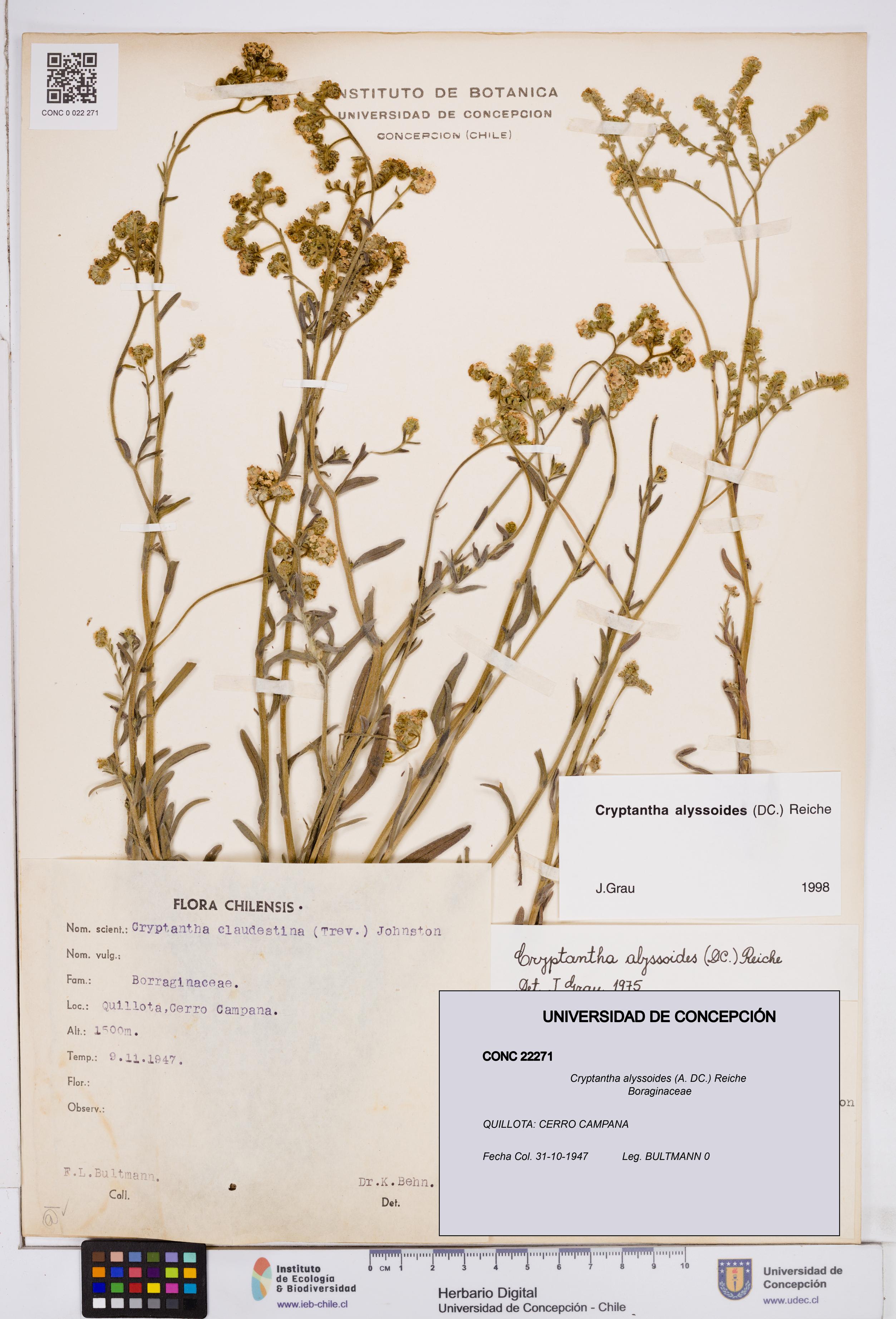 Cryptantha alyssoides [Espécimen: ]