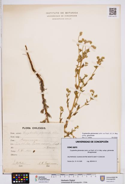 Cryptantha glomerata subsp. glomerata [Espécimen: ]