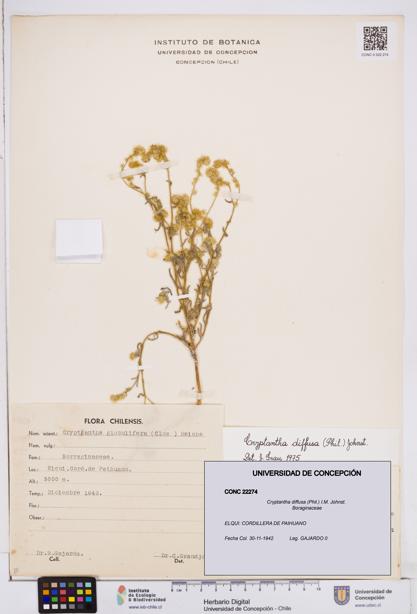 Cryptantha diffusa [Espécimen: ]