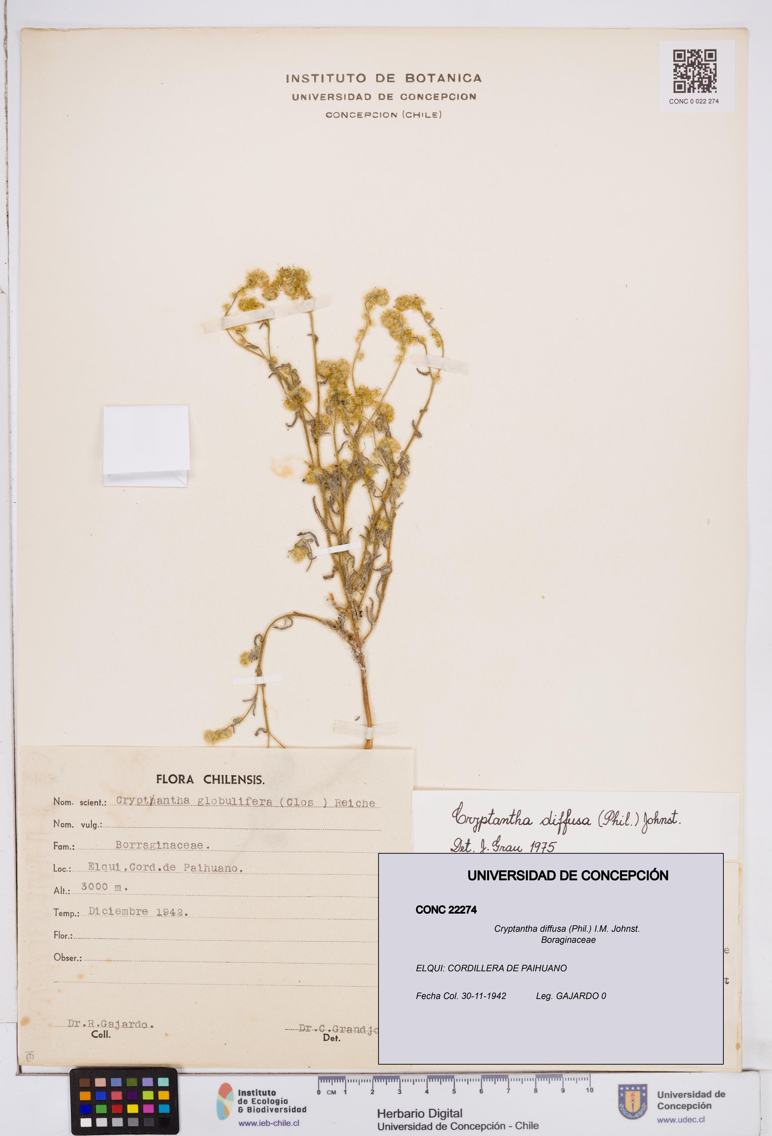 Cryptantha diffusa [Espécimen: ]