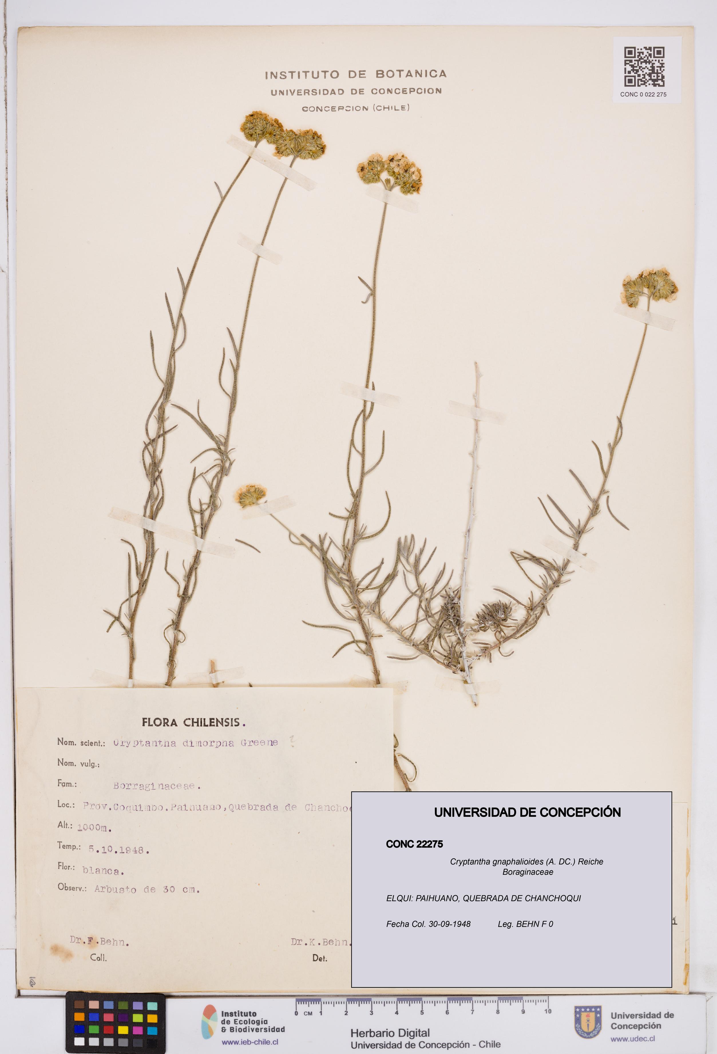 Cryptantha gnaphalioides [Espécimen: ]