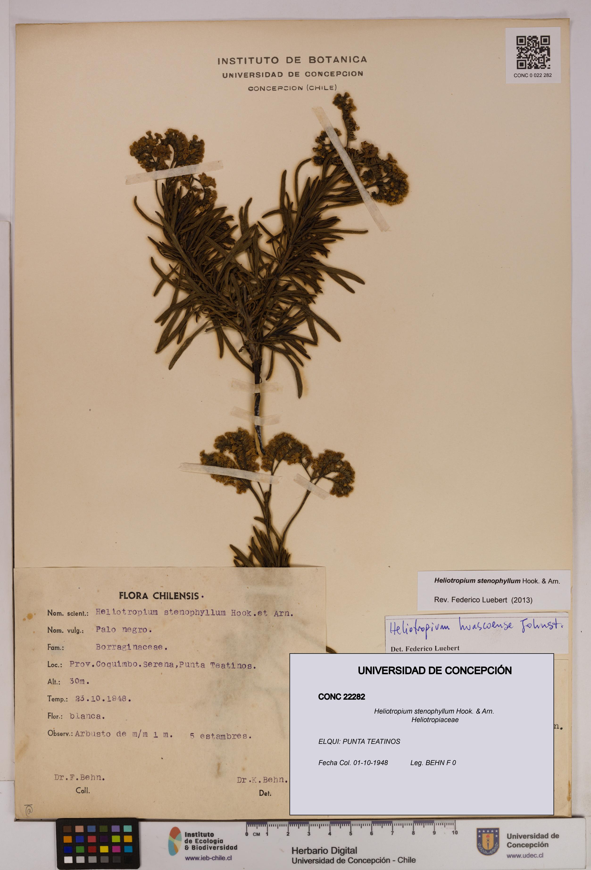 Heliotropium stenophyllum [Espécimen: UDEC:CONC:0022282]