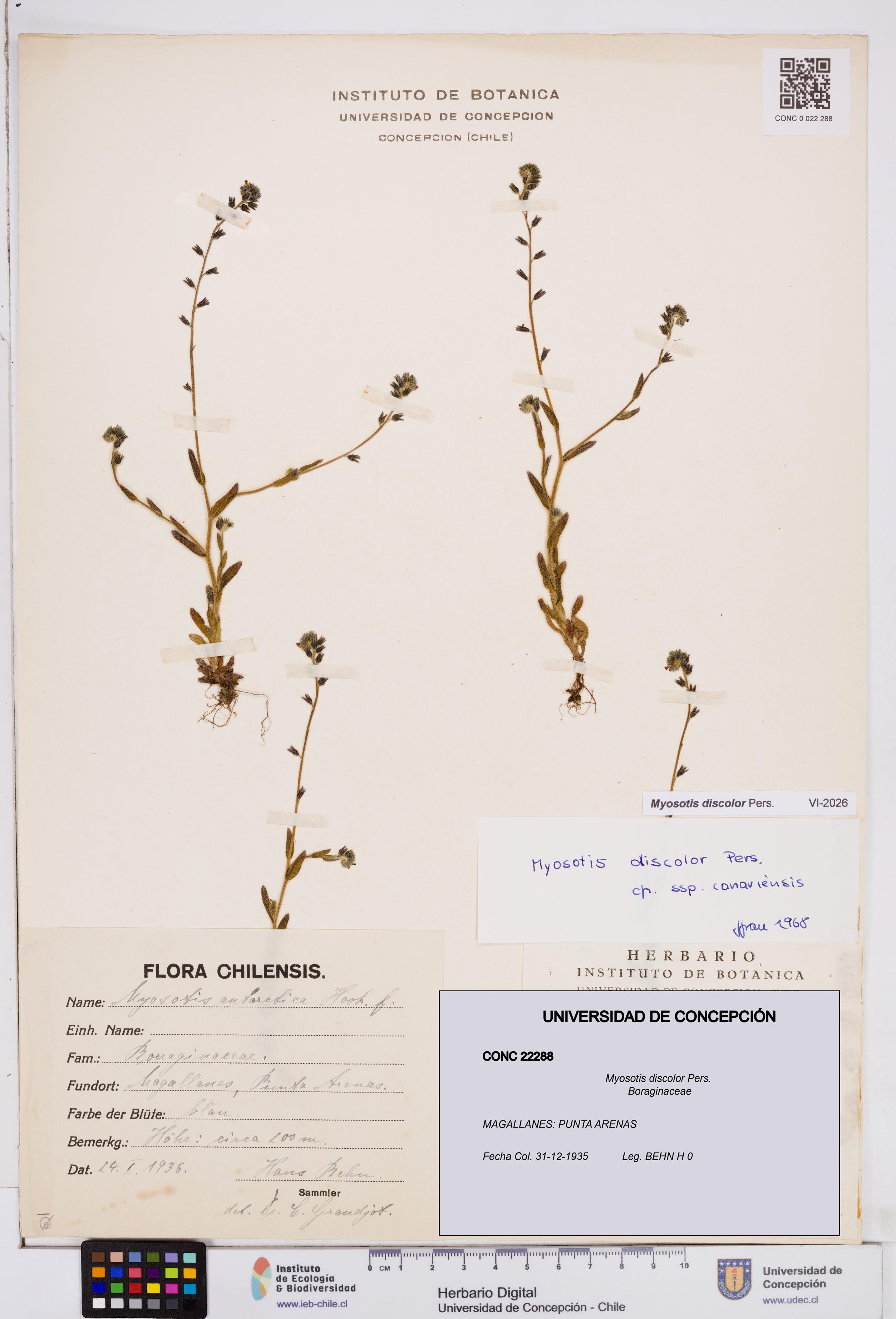 Myosotis discolor [Espécimen: ]