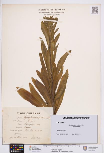 Cynoglossum creticum [Espécimen: ]