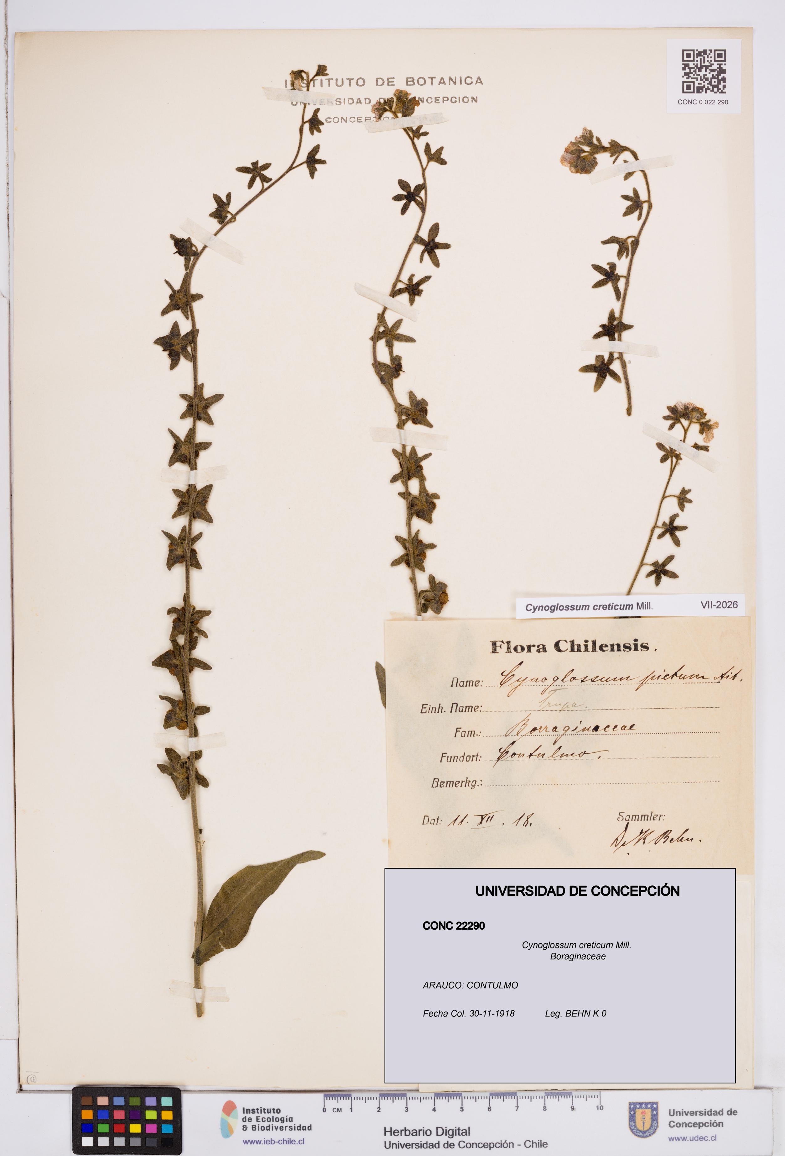 Cynoglossum creticum [Espécimen: ]