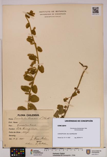 Convolvulus hermanniae [Espécimen: UDEC:CONC:0022310]
