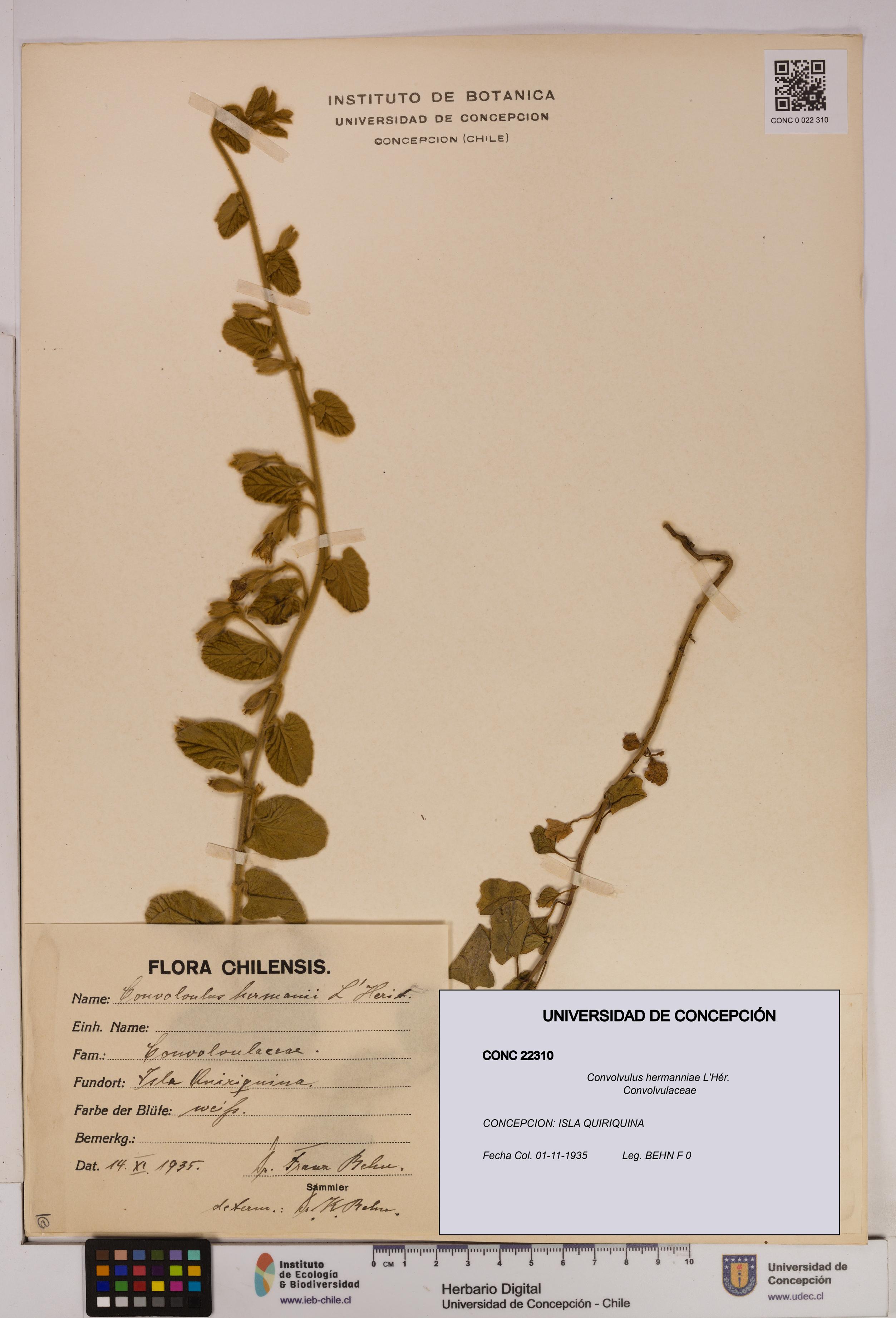 Convolvulus hermanniae [Espécimen: UDEC:CONC:0022310]