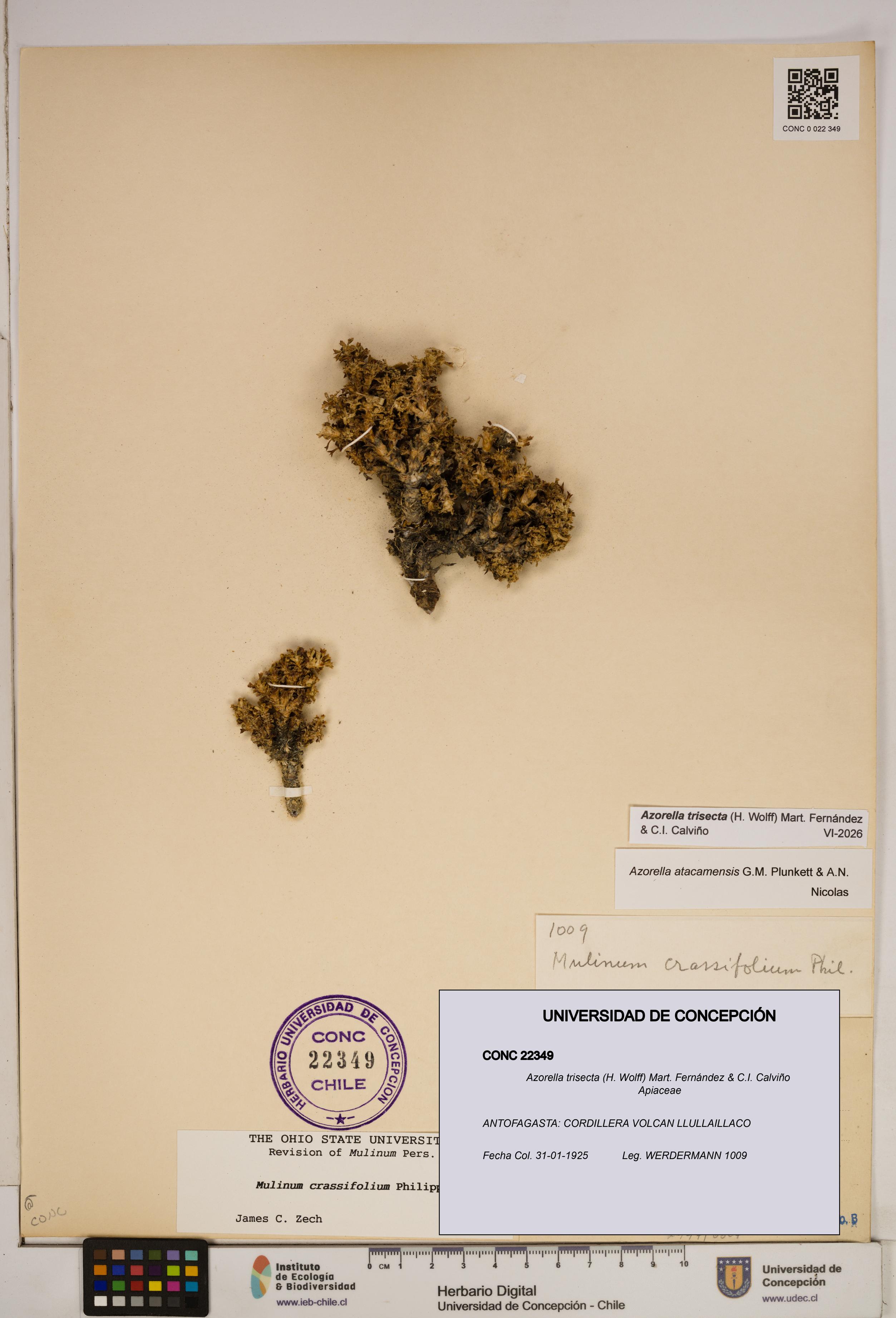 Azorella trisecta [Espécimen: ]