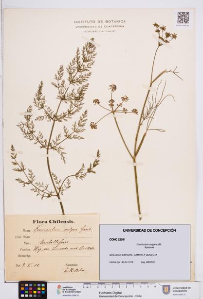 Foeniculum vulgare [Espécimen: ]