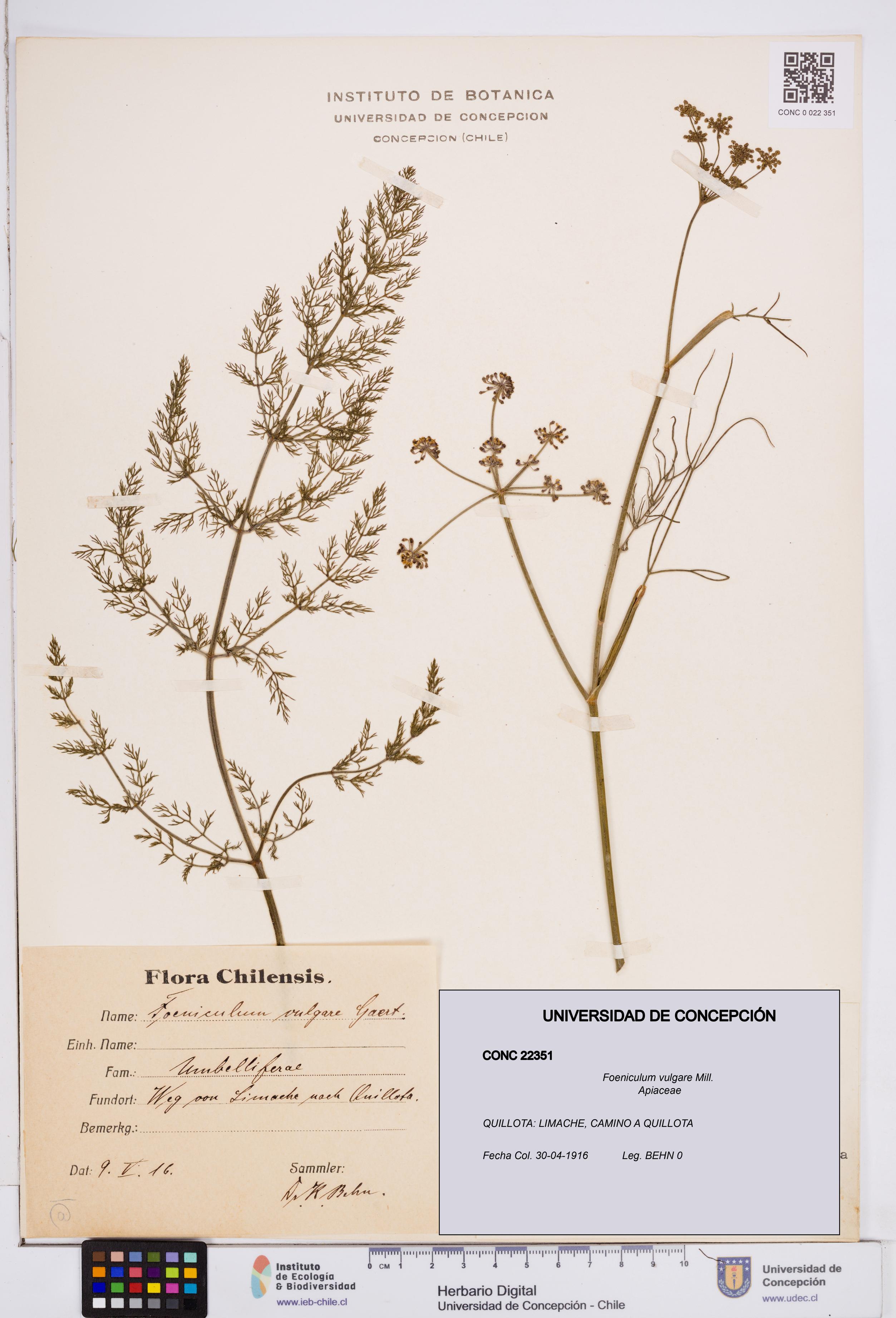 Foeniculum vulgare [Espécimen: ]