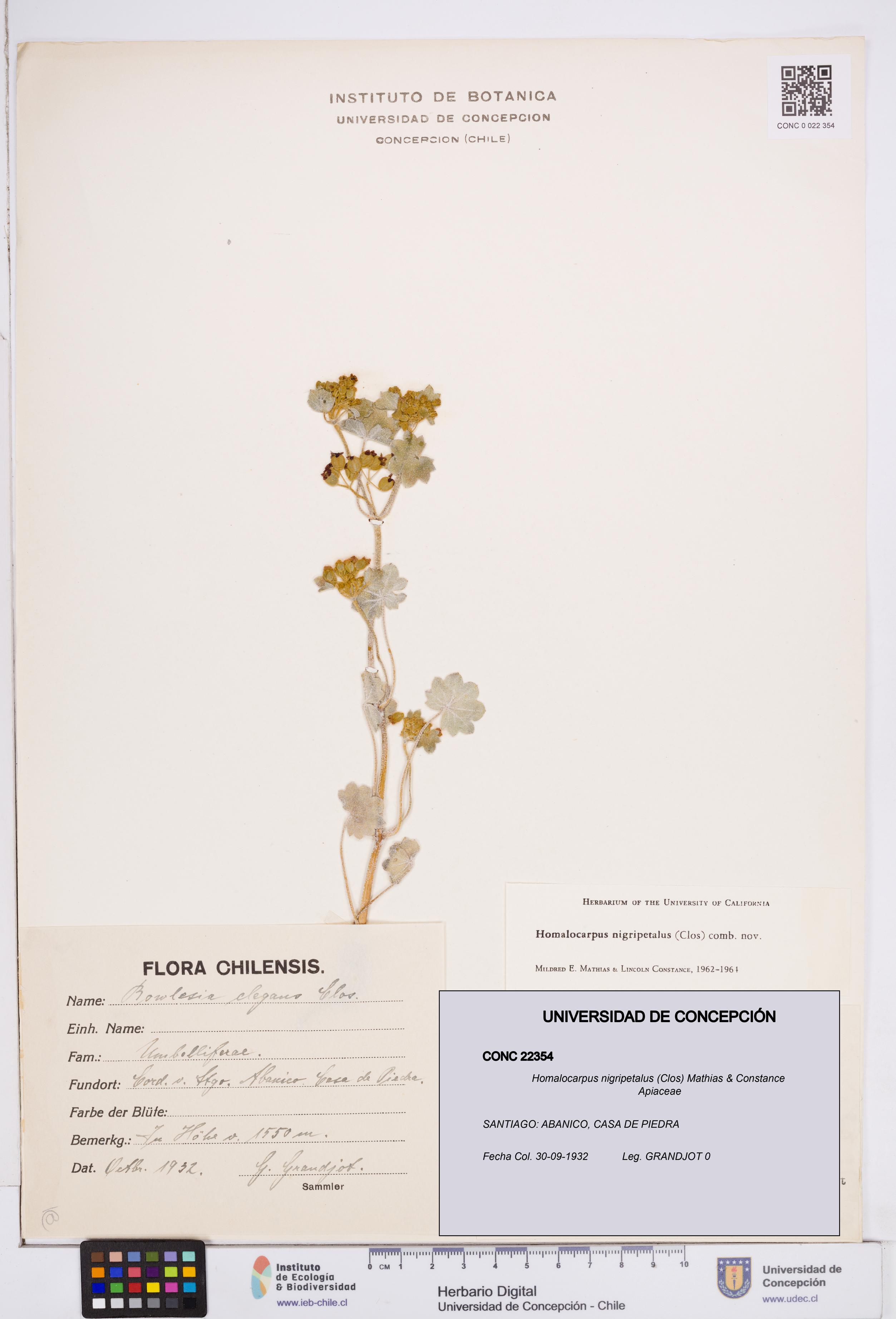 Homalocarpus nigripetalus [Espécimen: ]