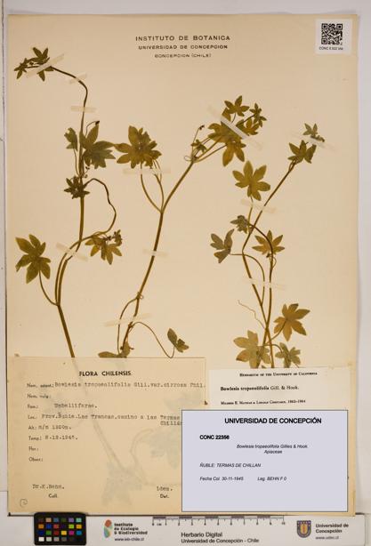 Bowlesia tropaeolifolia [Espécimen: ]