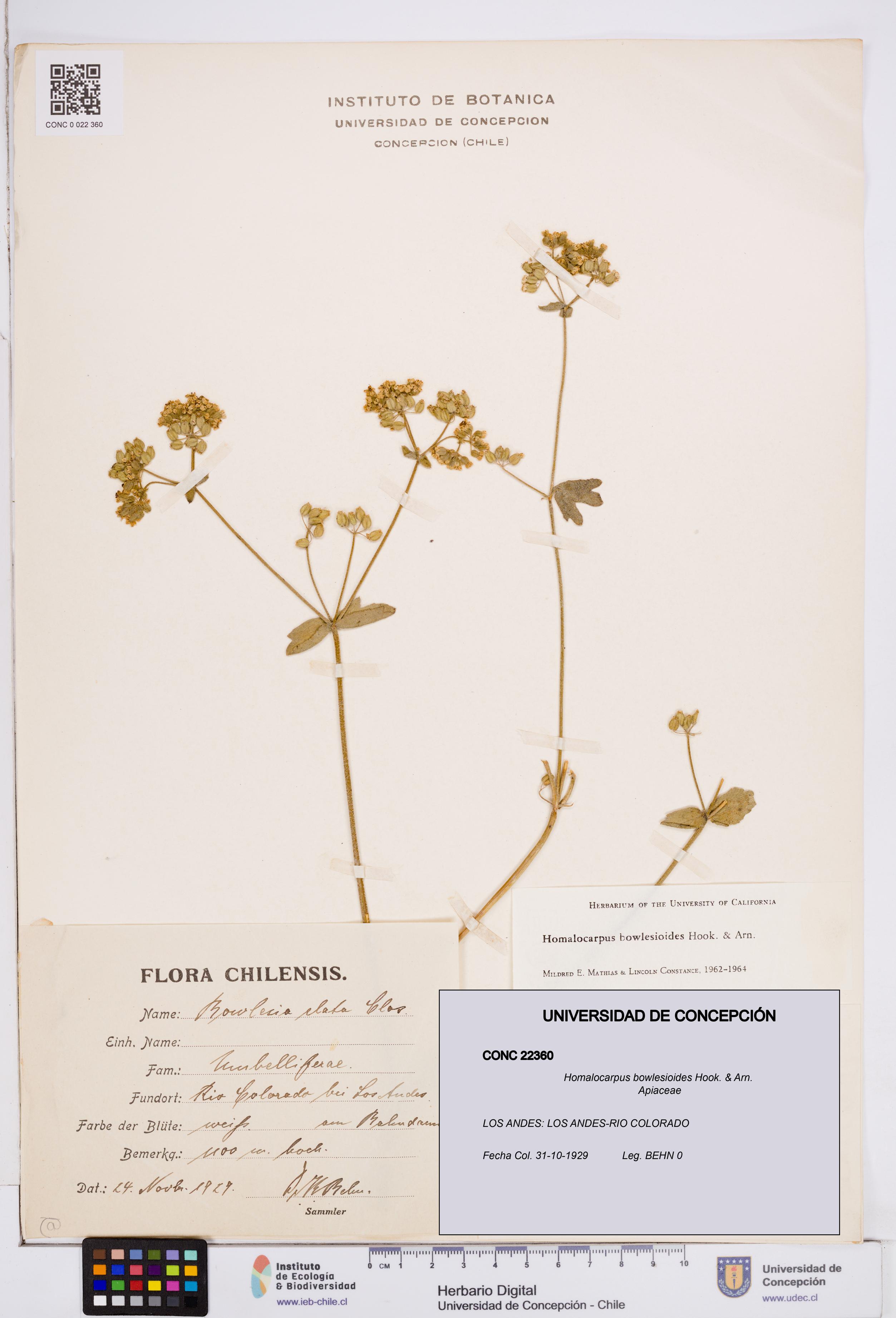 Homalocarpus bowlesioides [Espécimen: ]
