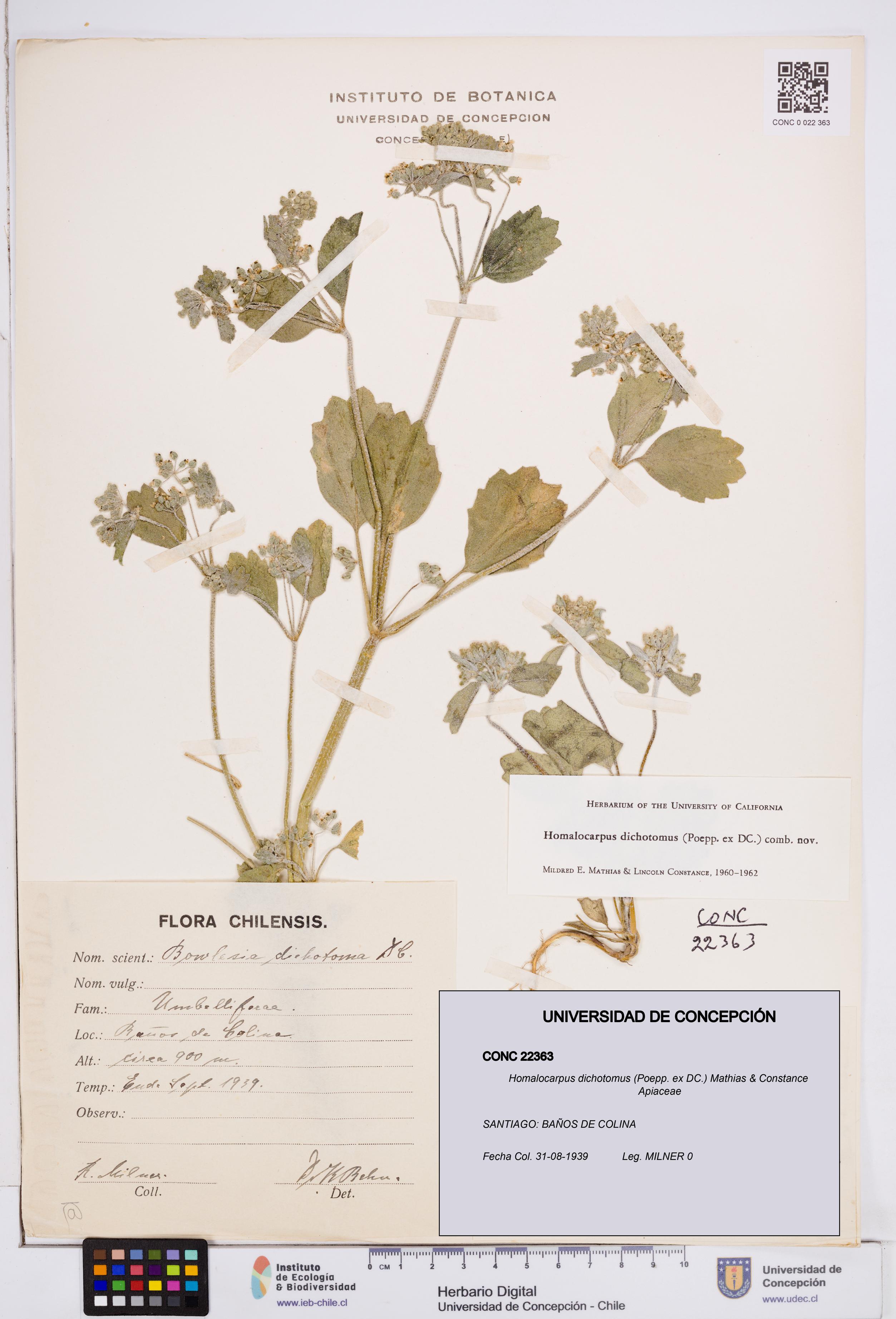 Homalocarpus dichotomus [Espécimen: ]