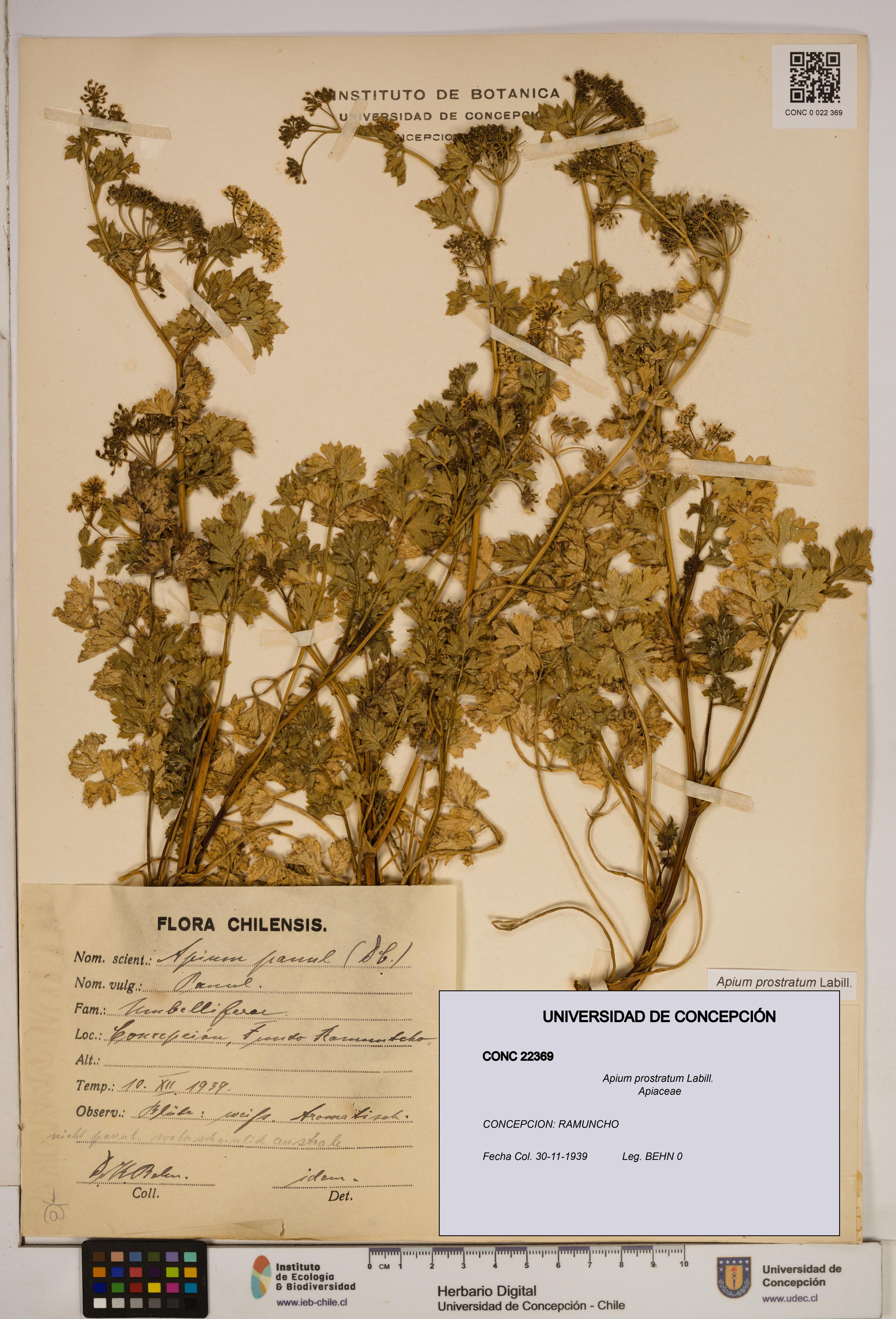 Apium prostratum [Espécimen: ]
