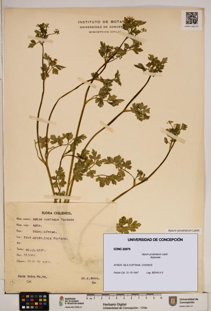 Apium prostratum [Espécimen: ]