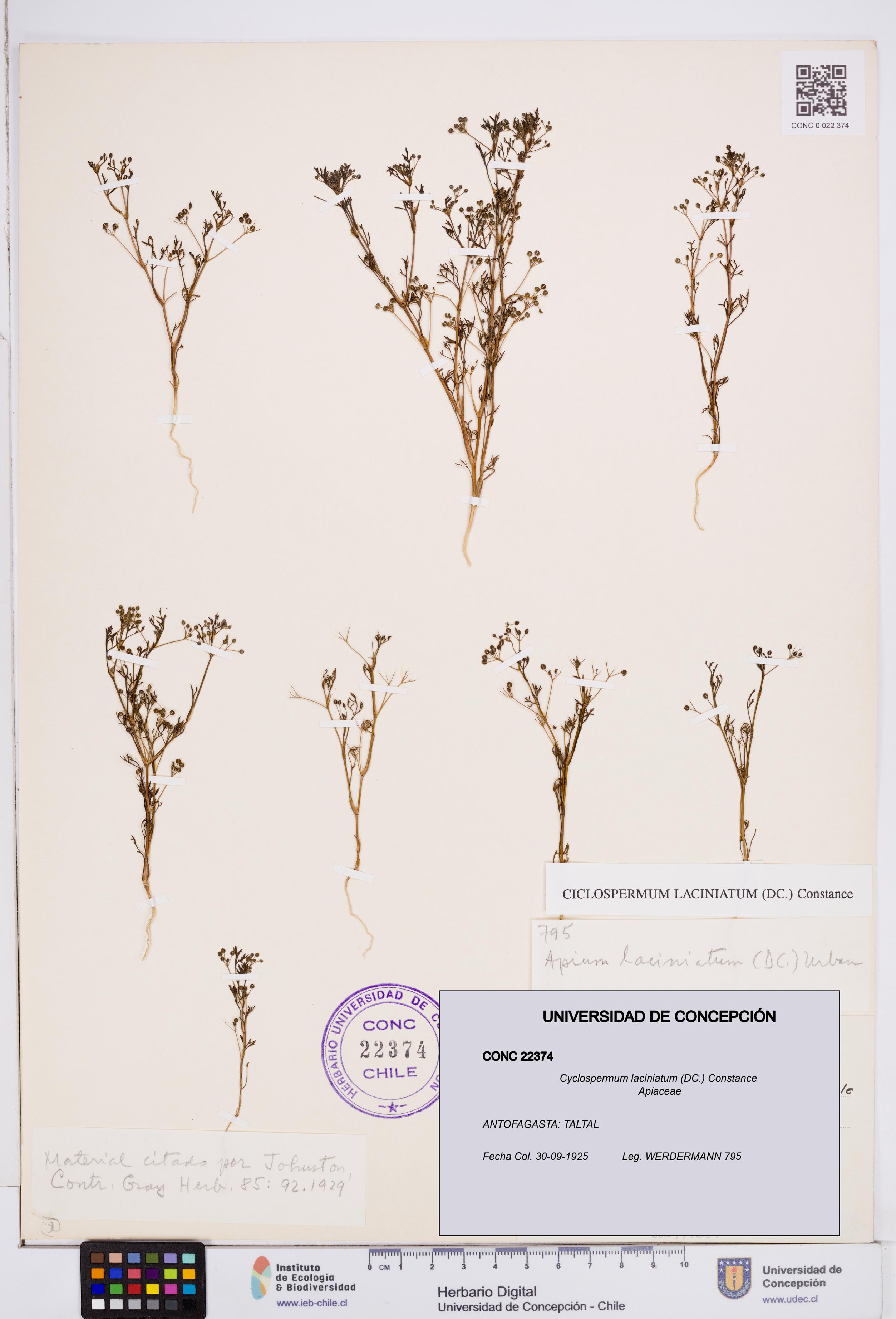Cyclospermum laciniatum [Espécimen: ]
