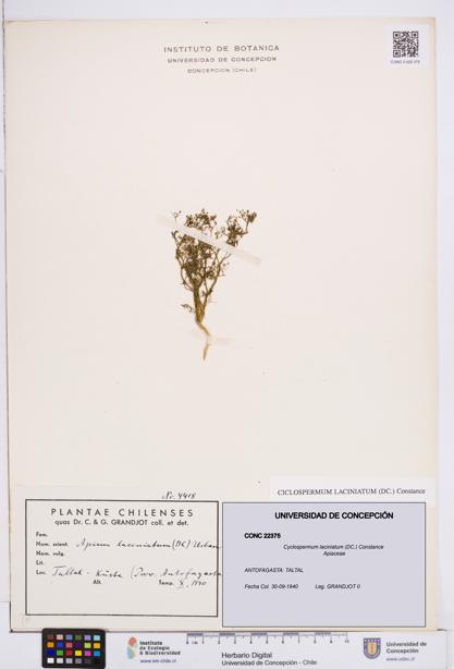 Cyclospermum laciniatum [Espécimen: ]