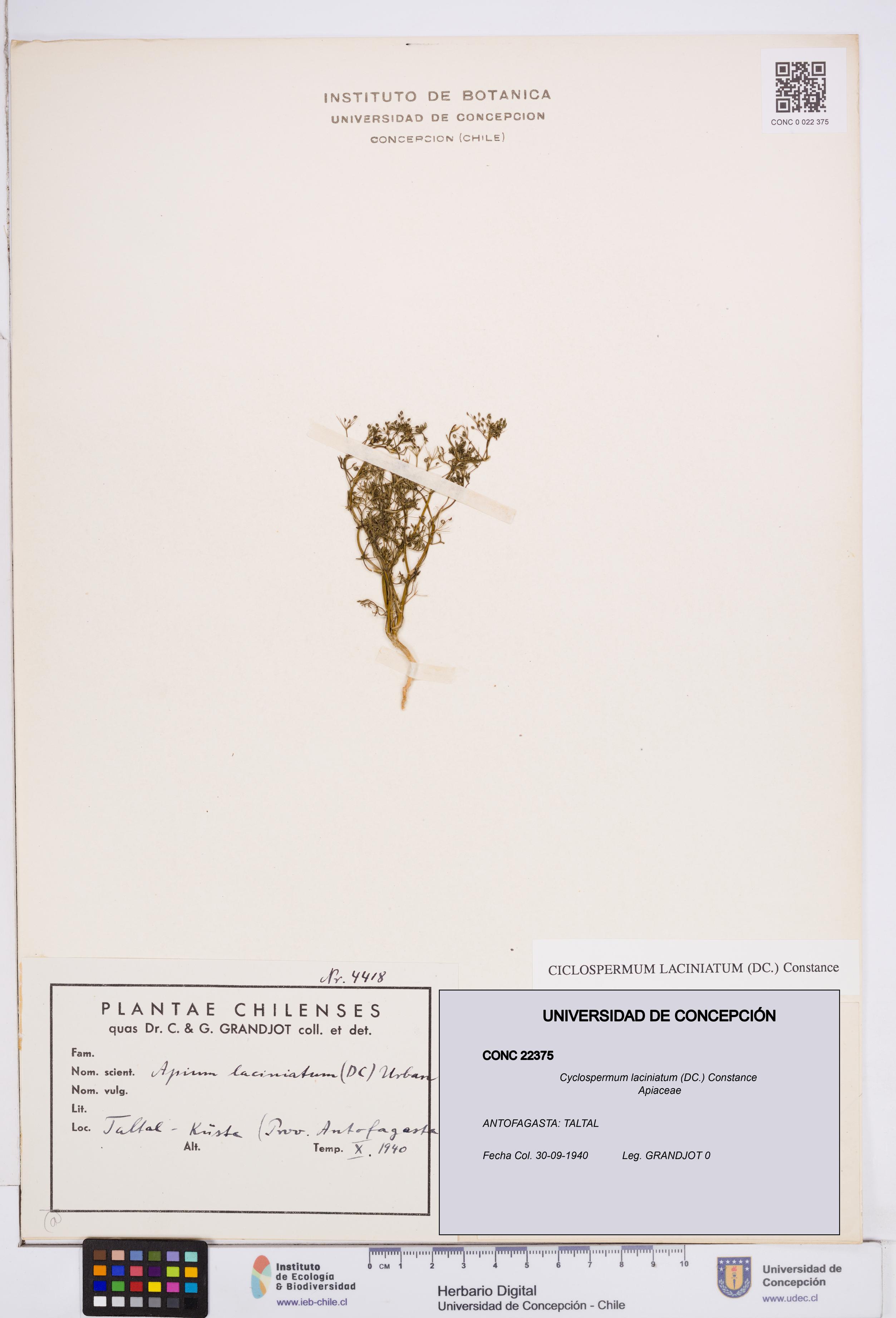 Cyclospermum laciniatum [Espécimen: ]