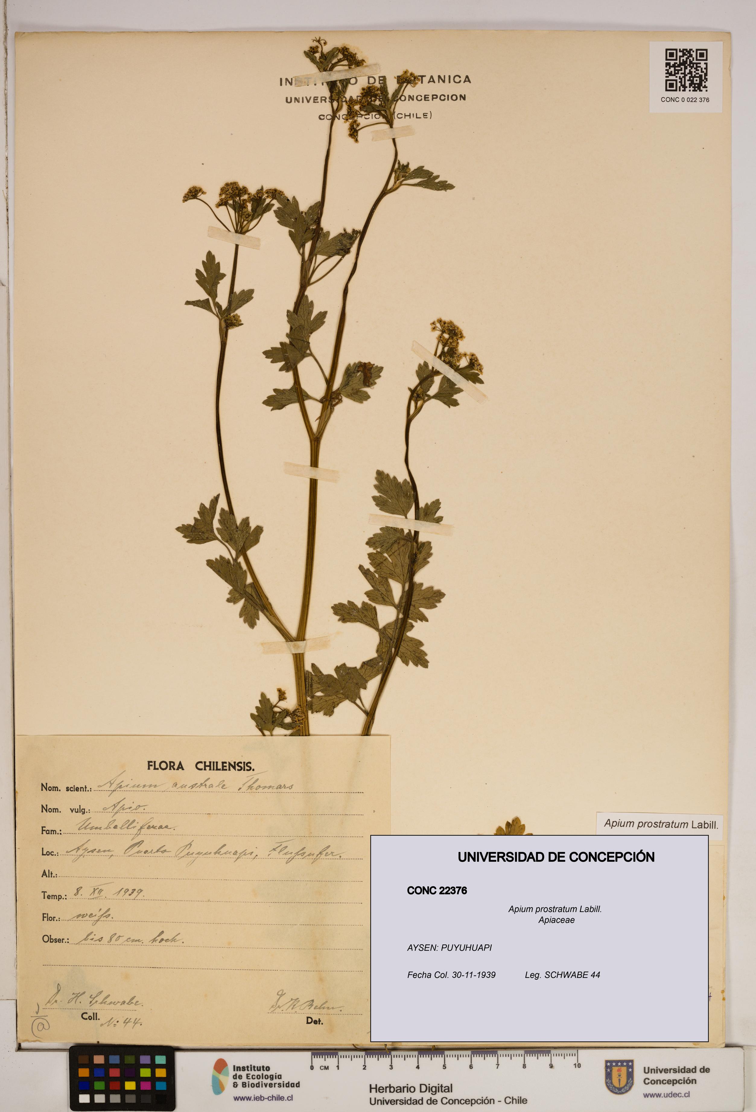 Apium prostratum [Espécimen: ]