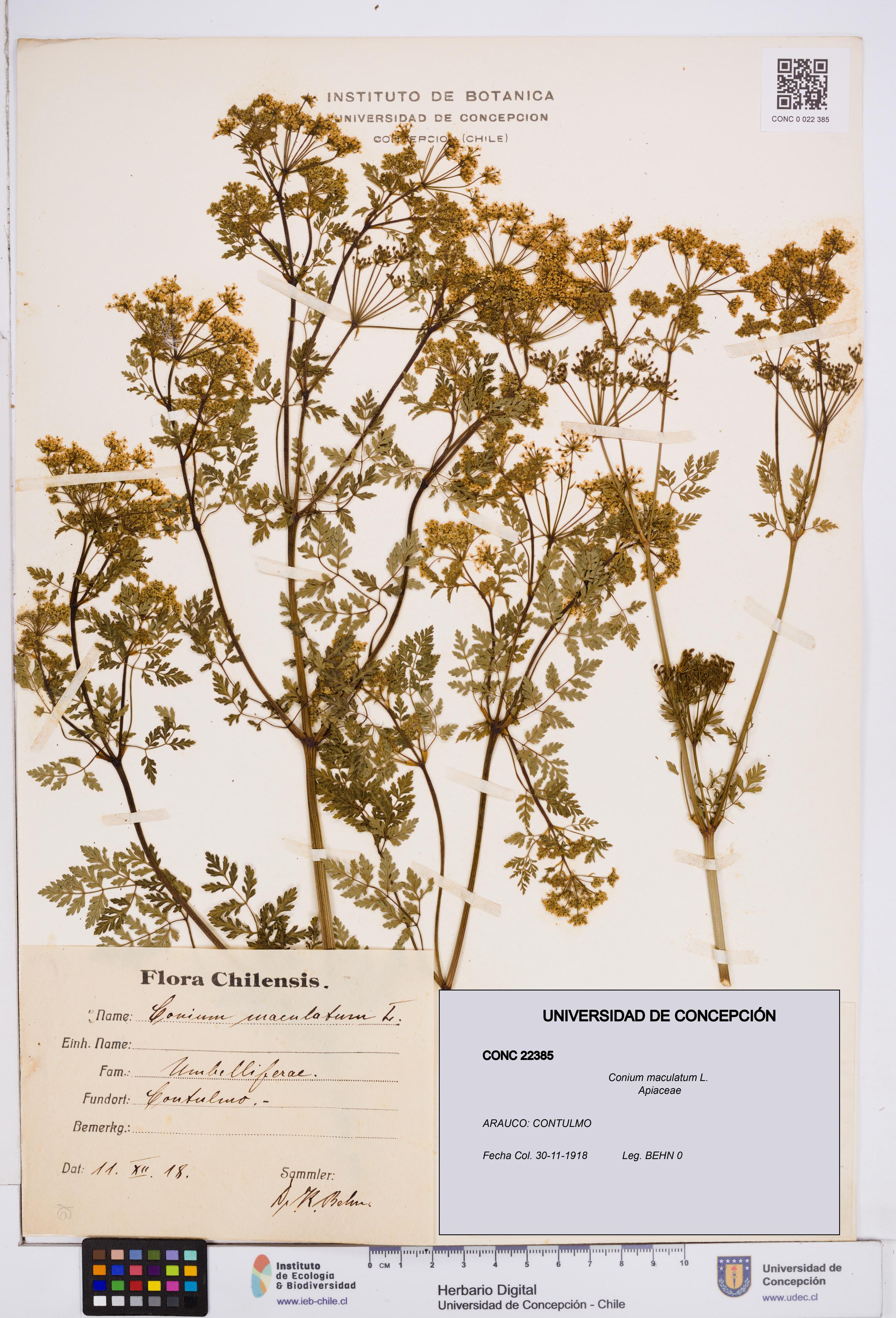Conium maculatum [Espécimen: ]