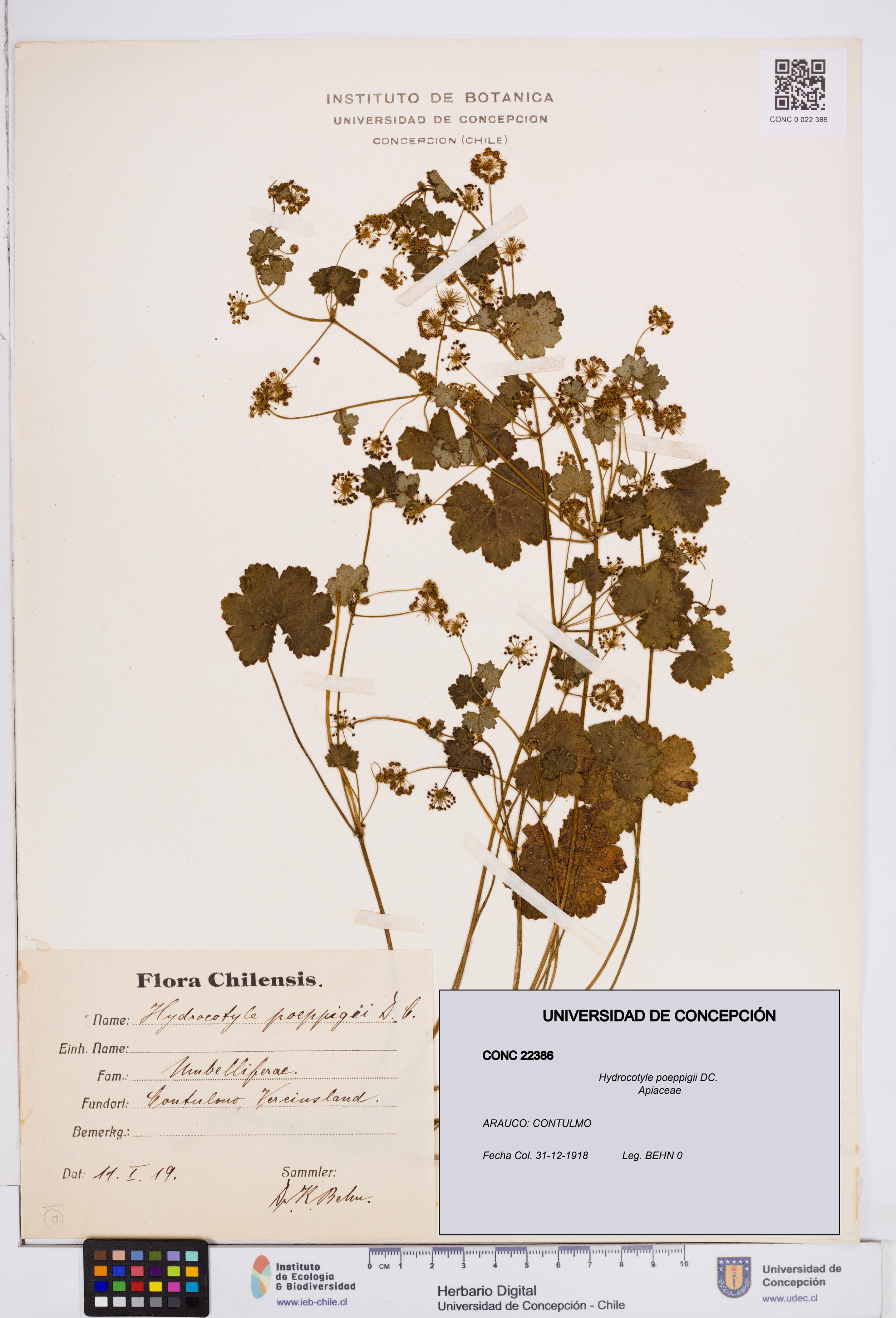 Hydrocotyle poeppigii [Espécimen: ]