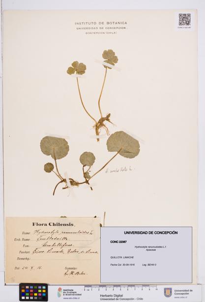 Hydrocotyle ranunculoides [Espécimen: ]