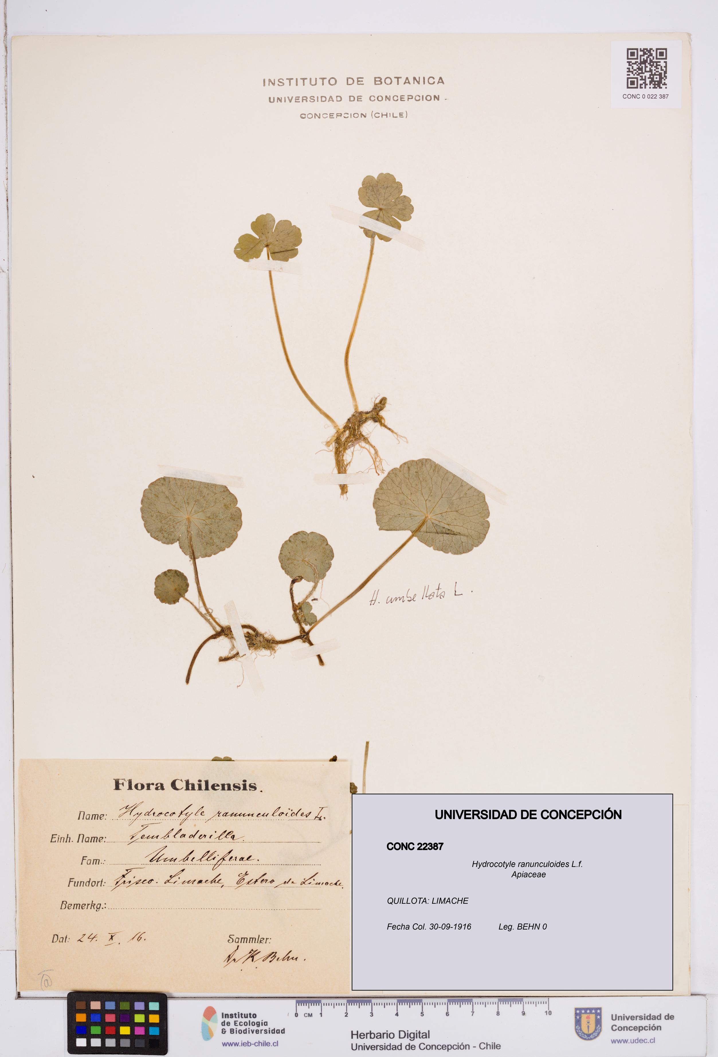 Hydrocotyle ranunculoides [Espécimen: ]
