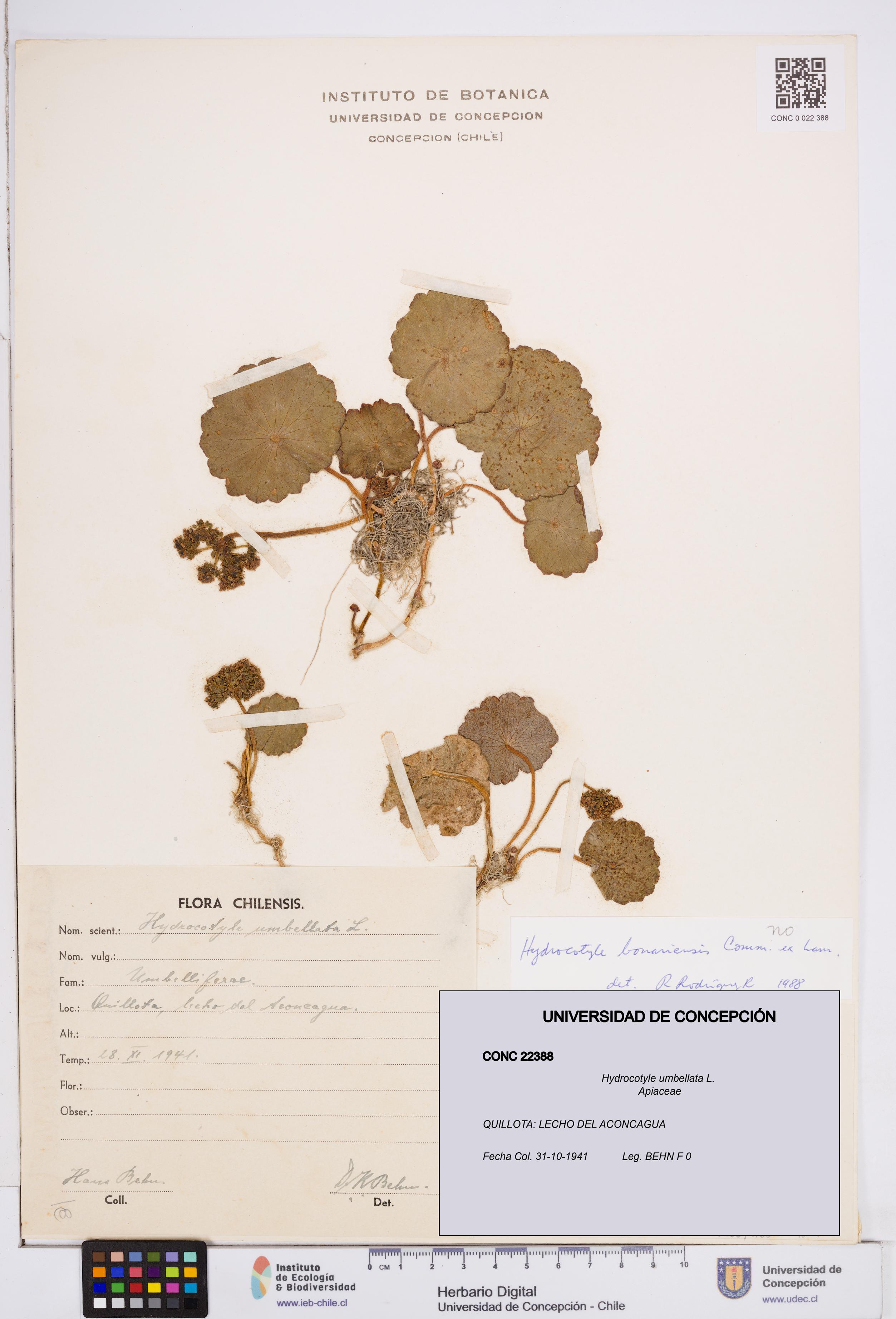 Hydrocotyle umbellata [Espécimen: ]