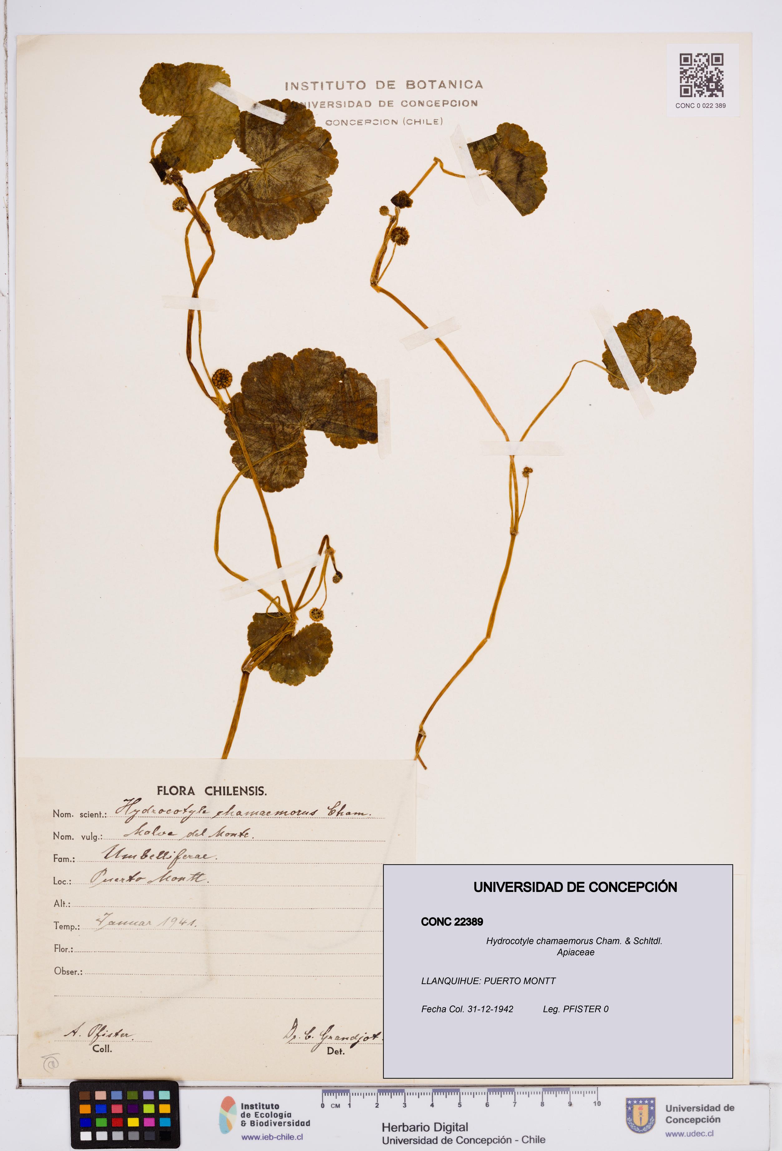 Hydrocotyle chamaemorus [Espécimen: ]