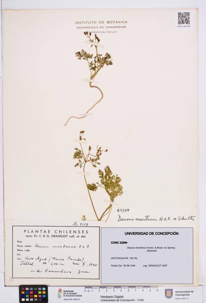 Daucus montanus [Espécimen: ]