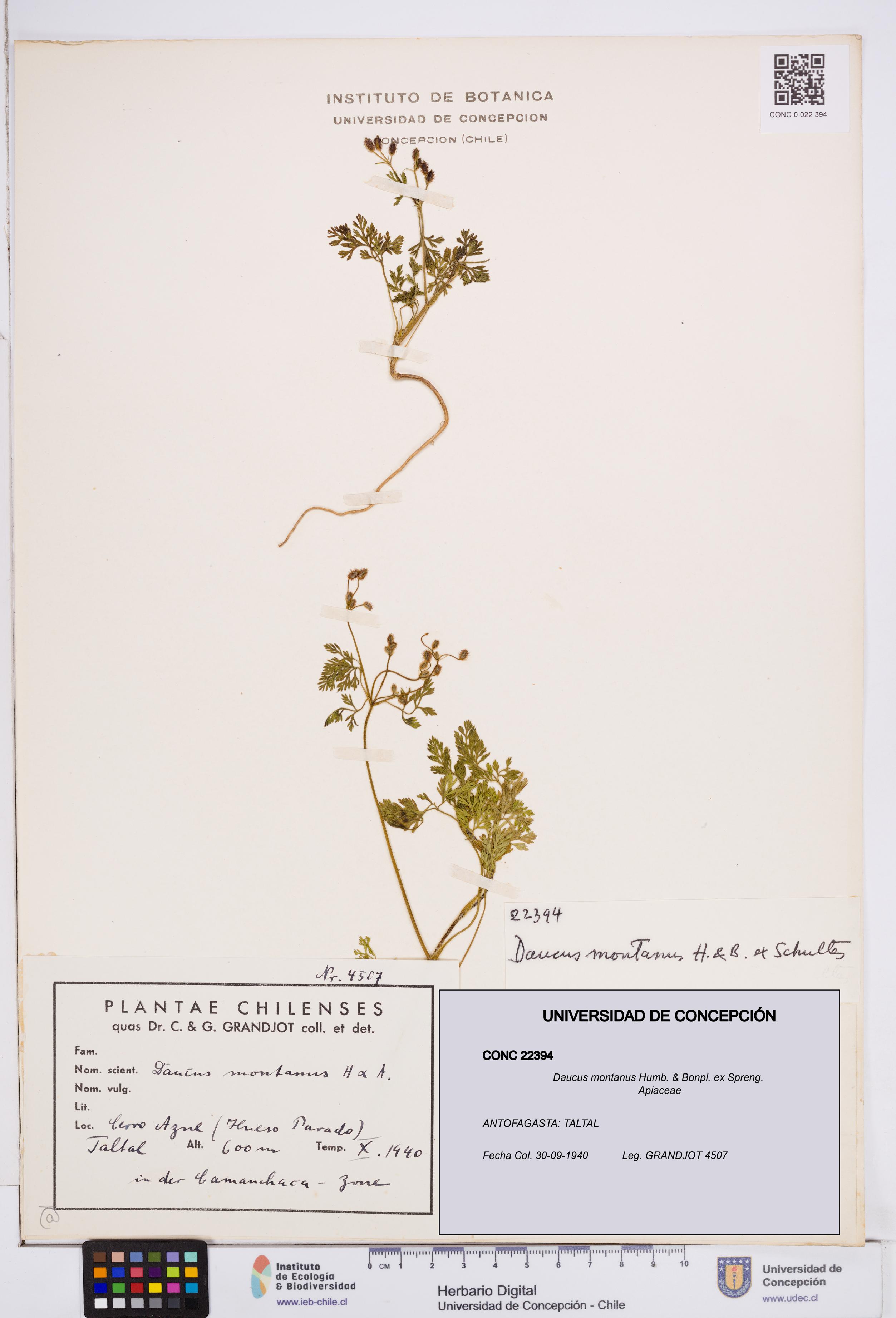 Daucus montanus [Espécimen: ]