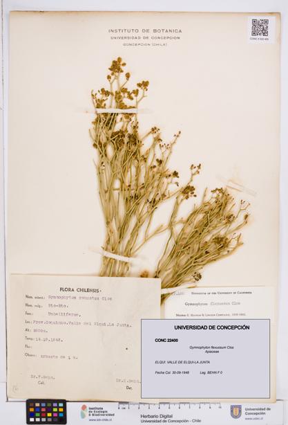 Gymnophyton flexuosum [Espécimen: ]