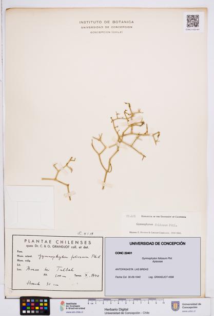Gymnophyton foliosum [Espécimen: ]