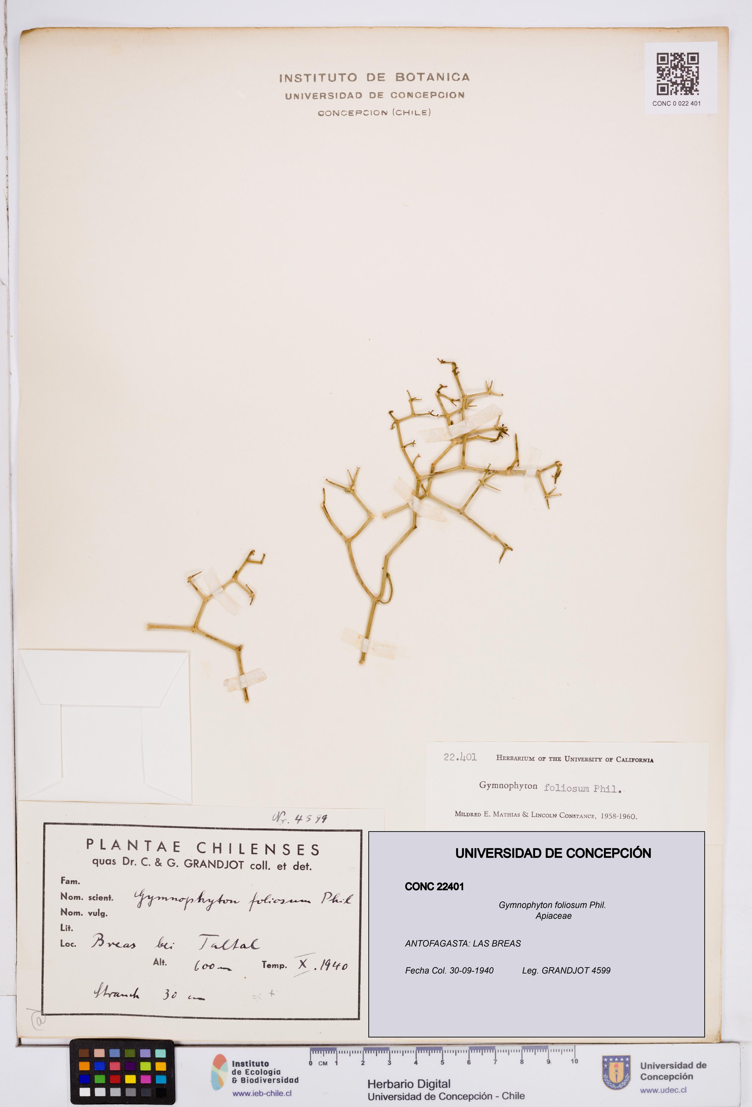 Gymnophyton foliosum [Espécimen: ]